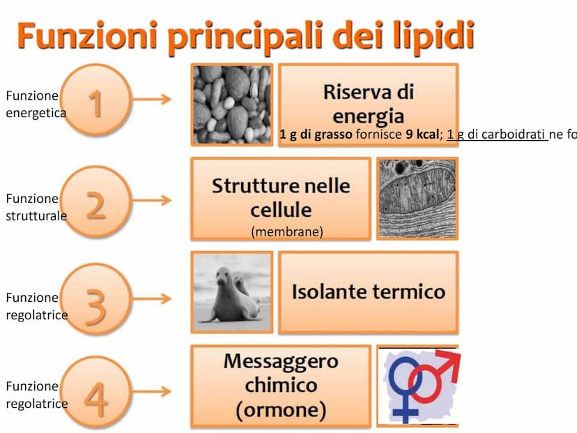BIOMOLECOLE
LIPIDI GENERALITA'
• I lipidi sono:
▪la parola deriva dal greco lípos = grasso
▪caratterizzati da particolari proprietà di solub