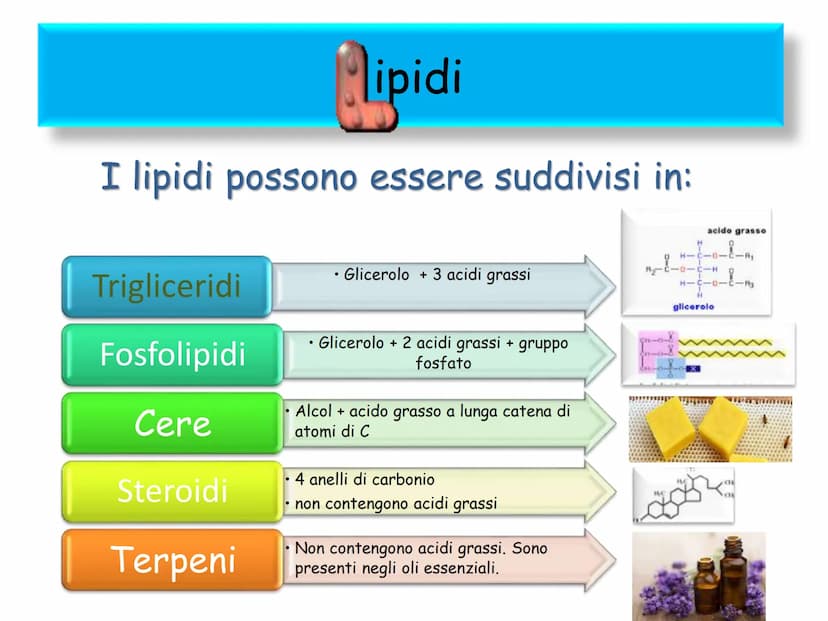 BIOMOLECOLE
LIPIDI GENERALITA'
• I lipidi sono:
▪la parola deriva dal greco lípos = grasso
▪caratterizzati da particolari proprietà di solub