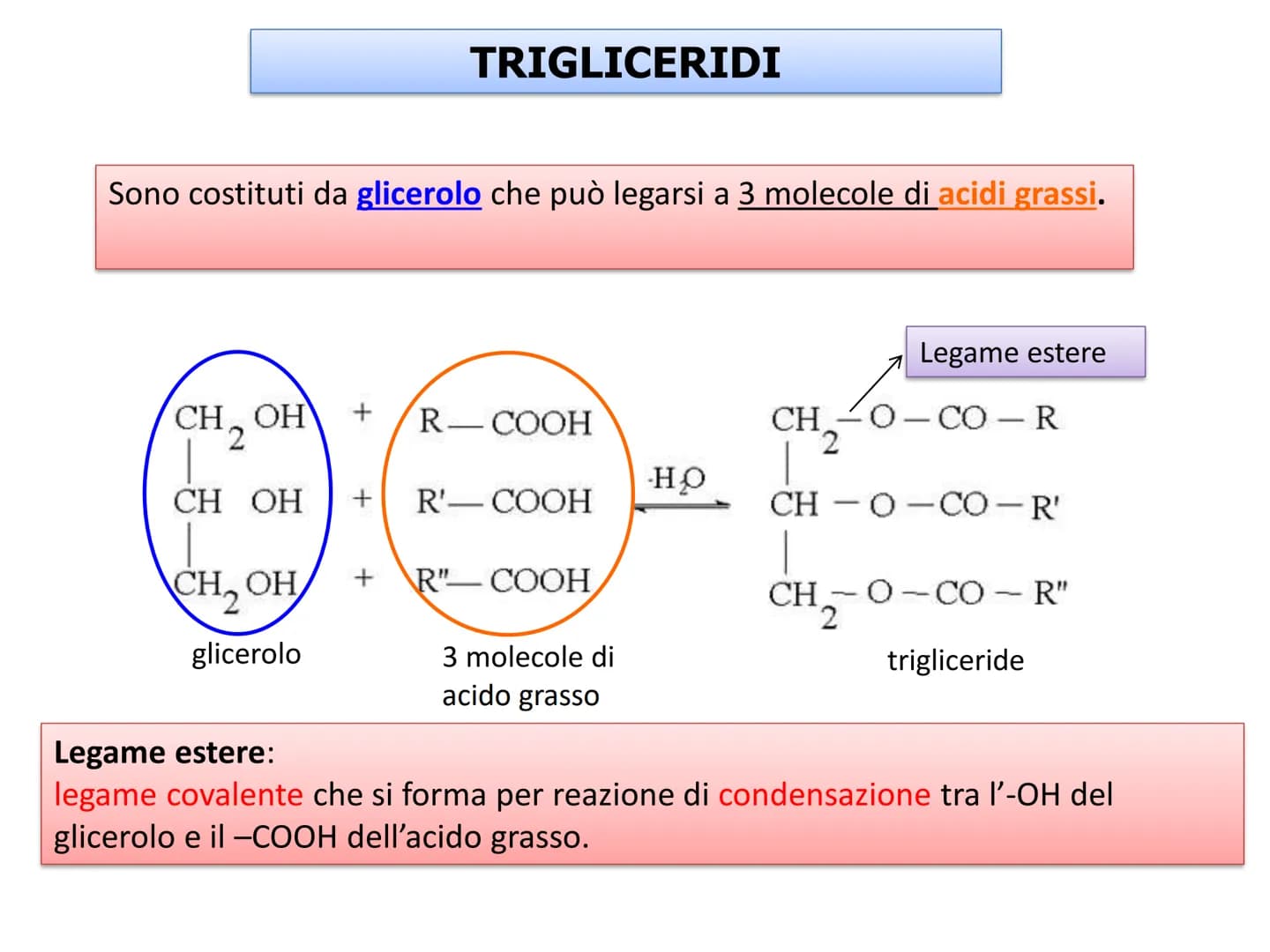 BIOMOLECOLE
LIPIDI GENERALITA'
• I lipidi sono:
▪la parola deriva dal greco lípos = grasso
▪caratterizzati da particolari proprietà di solub