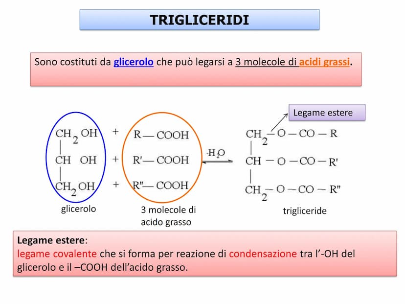 BIOMOLECOLE
LIPIDI GENERALITA'
• I lipidi sono:
▪la parola deriva dal greco lípos = grasso
▪caratterizzati da particolari proprietà di solub