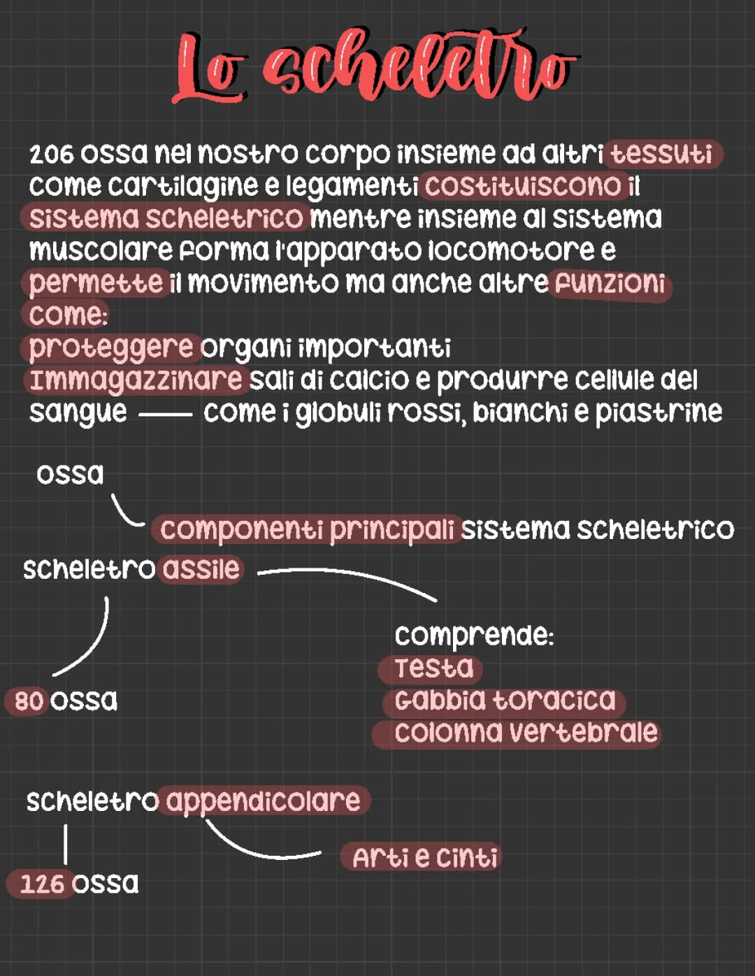 il sistema scheletrico 