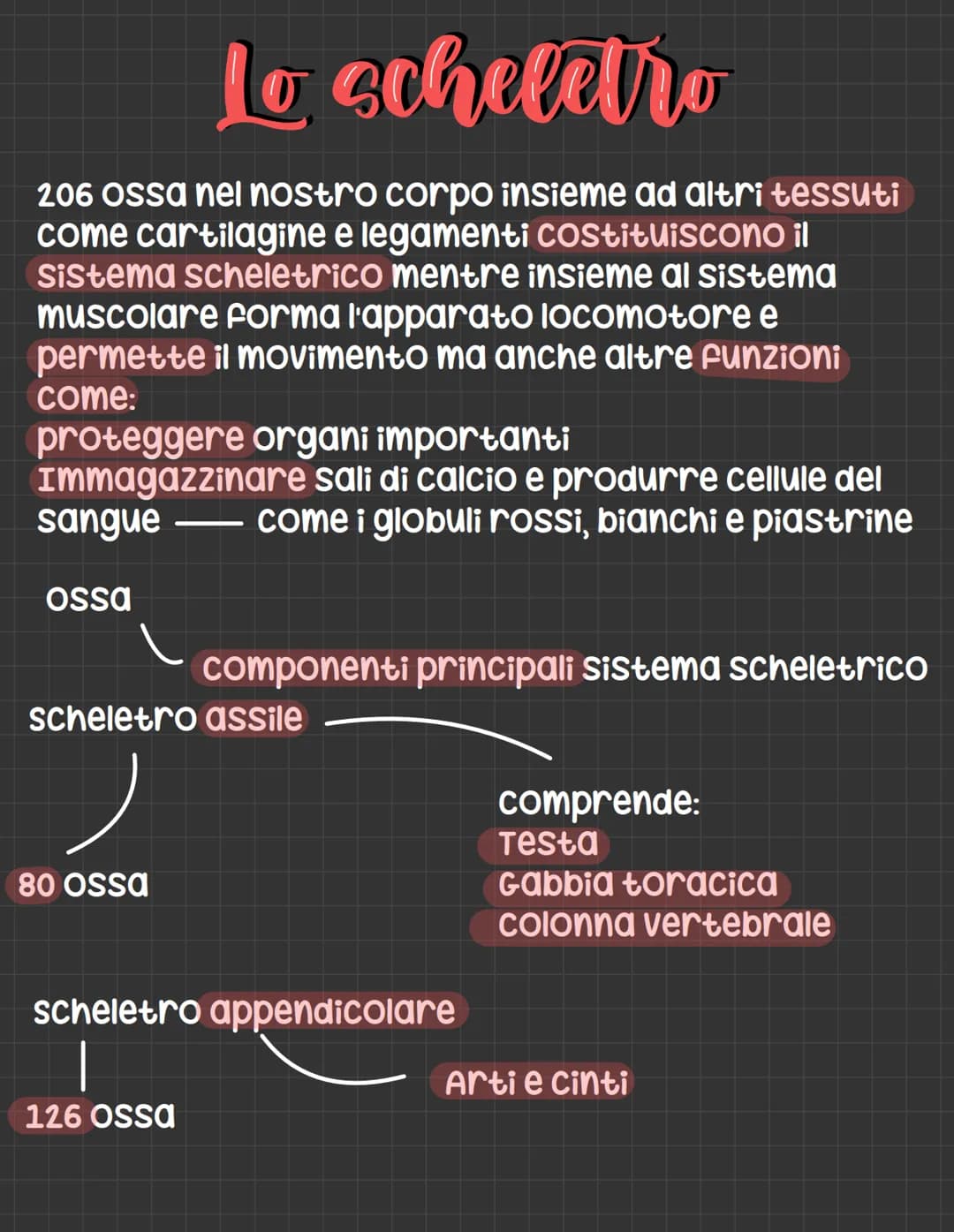 Lo scheletro
206 Ossa nel nostro corpo insieme ad altri tessuti
come cartilagine e legamenti costituiscono il
Sistema scheletrico mentre ins