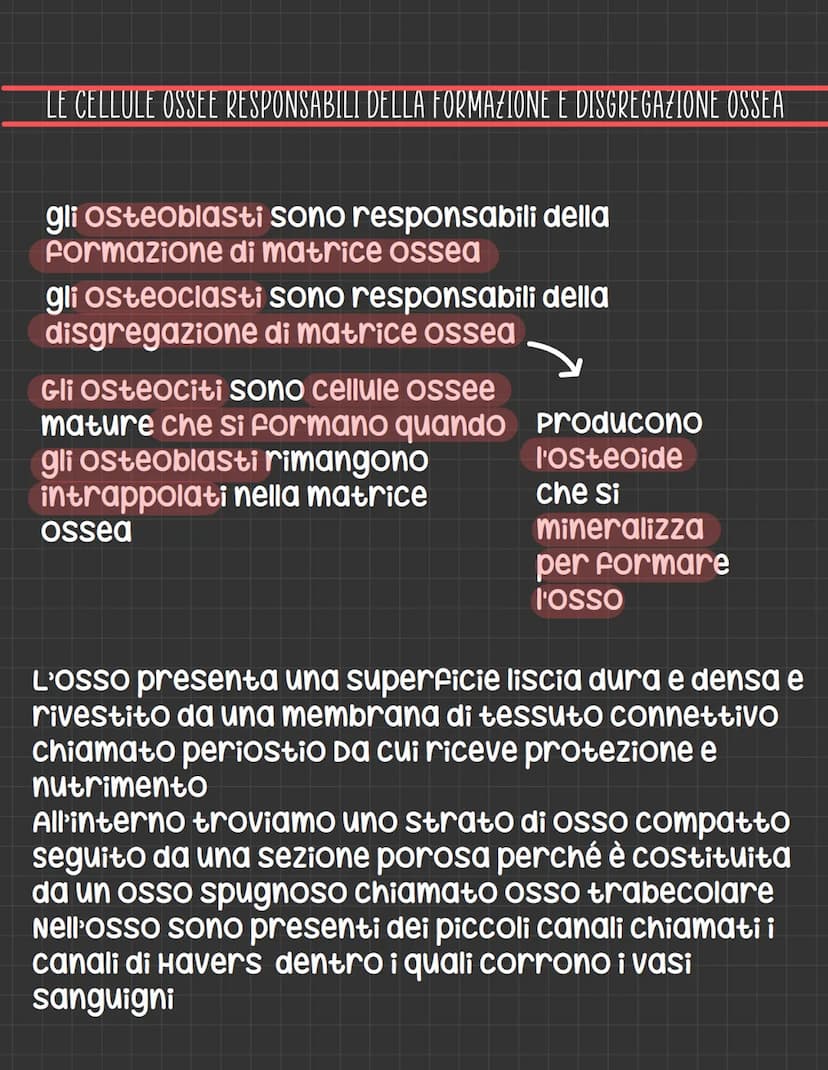 Lo scheletro
206 Ossa nel nostro corpo insieme ad altri tessuti
come cartilagine e legamenti costituiscono il
Sistema scheletrico mentre ins