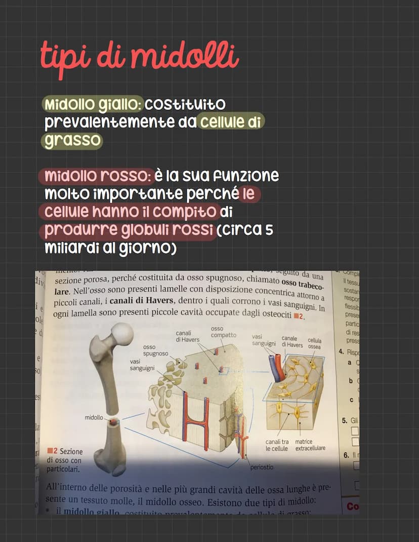 Lo scheletro
206 Ossa nel nostro corpo insieme ad altri tessuti
come cartilagine e legamenti costituiscono il
Sistema scheletrico mentre ins