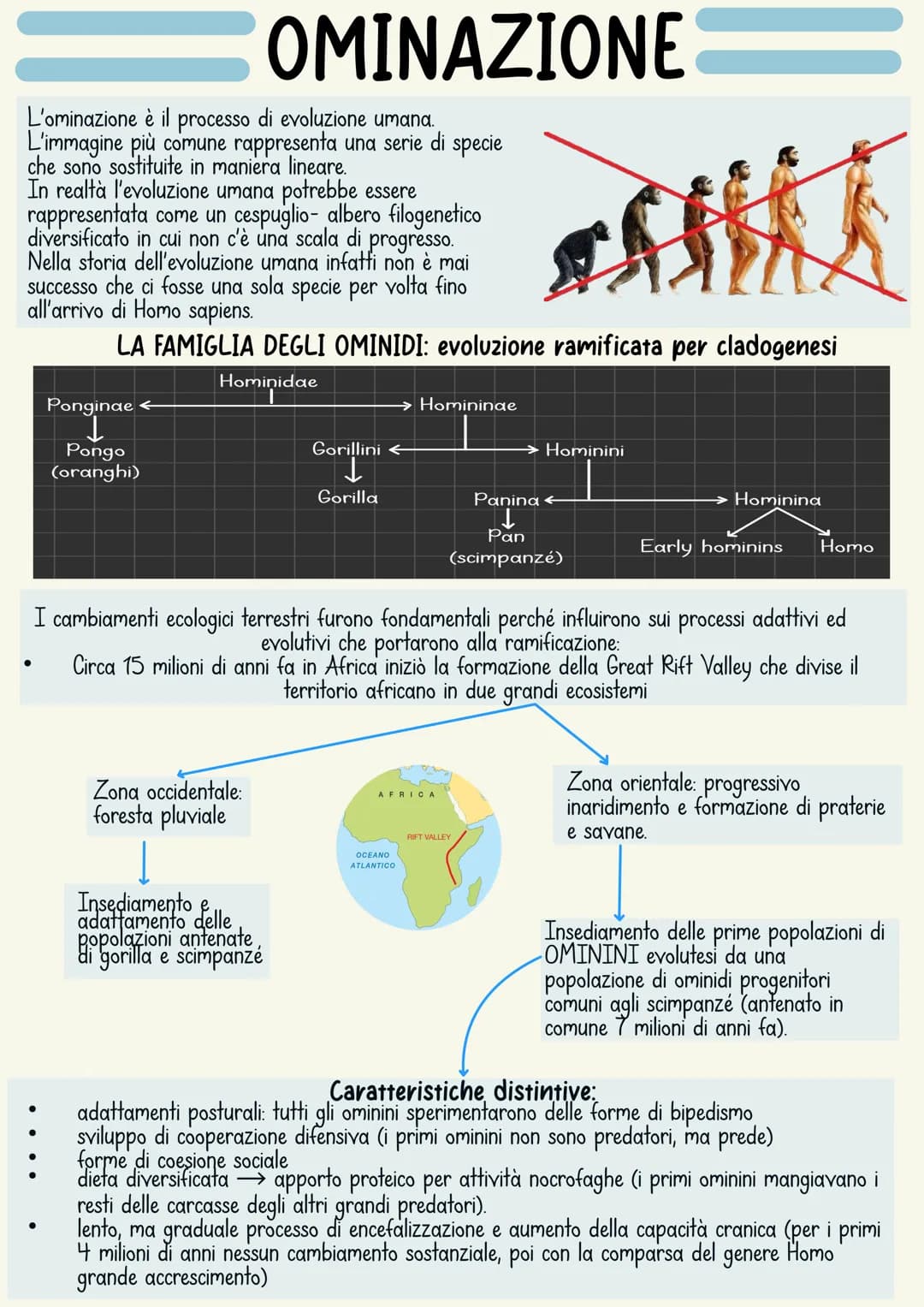 L'ominazione è il processo di evoluzione umana.
L'immagine più comune rappresenta una serie di specie
che sono sostituite in maniera lineare