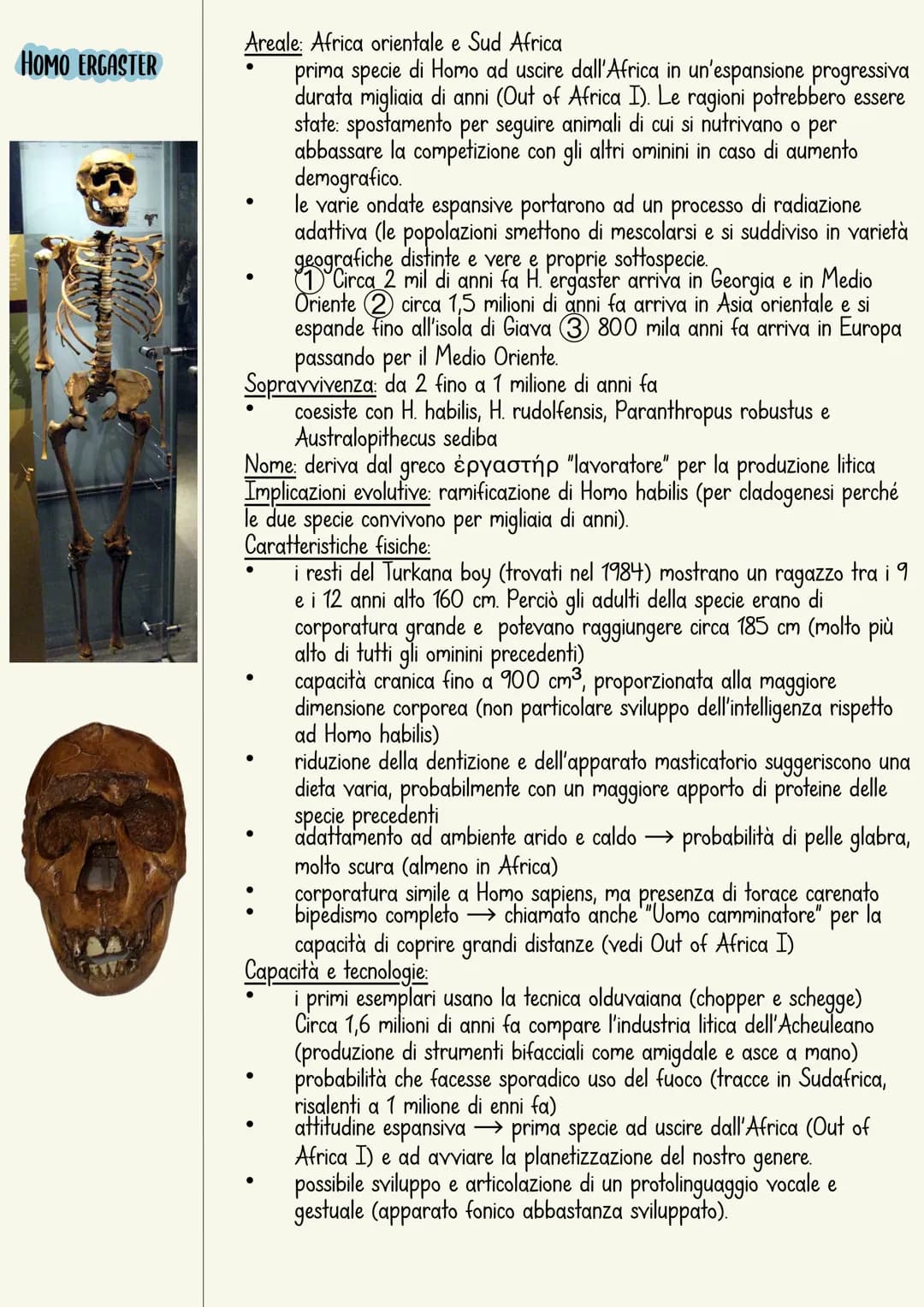 L'ominazione è il processo di evoluzione umana.
L'immagine più comune rappresenta una serie di specie
che sono sostituite in maniera lineare