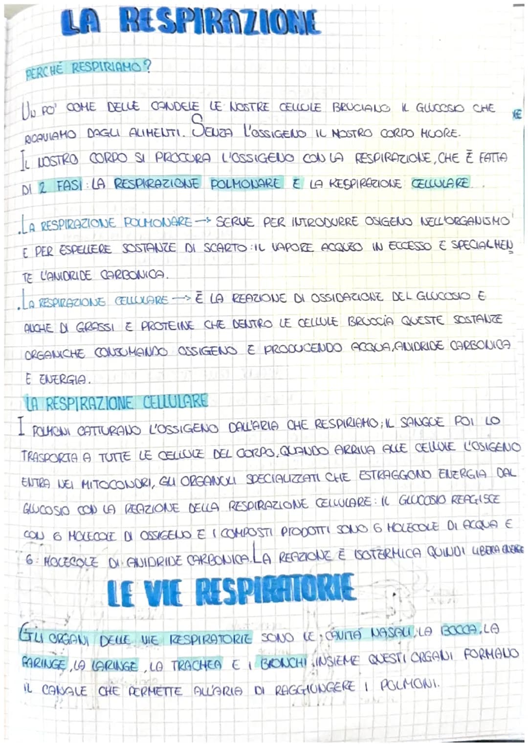 LA RESPIRAZIONE
PERCHE RESPIRIAMO?
UN PO' COME DELLE CONDELE LE NOSTRE CELLULE BRUCIANO IL GLUCOSIO CHE
SENZA L'OSSIGENO IL NOSTRO CORPO HUO