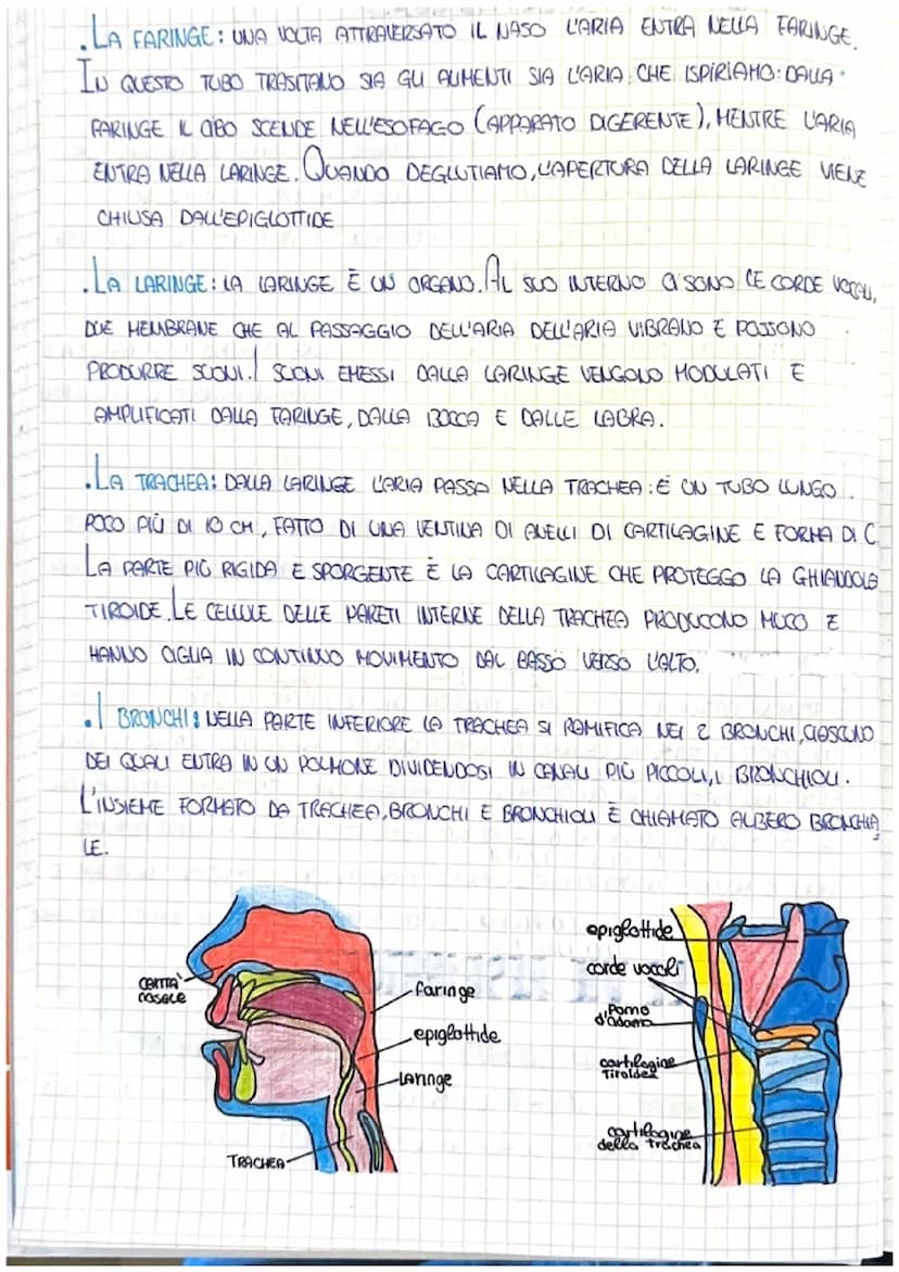 LA RESPIRAZIONE
PERCHE RESPIRIAMO?
UN PO' COME DELLE CONDELE LE NOSTRE CELLULE BRUCIANO IL GLUCOSIO CHE
SENZA L'OSSIGENO IL NOSTRO CORPO HUO