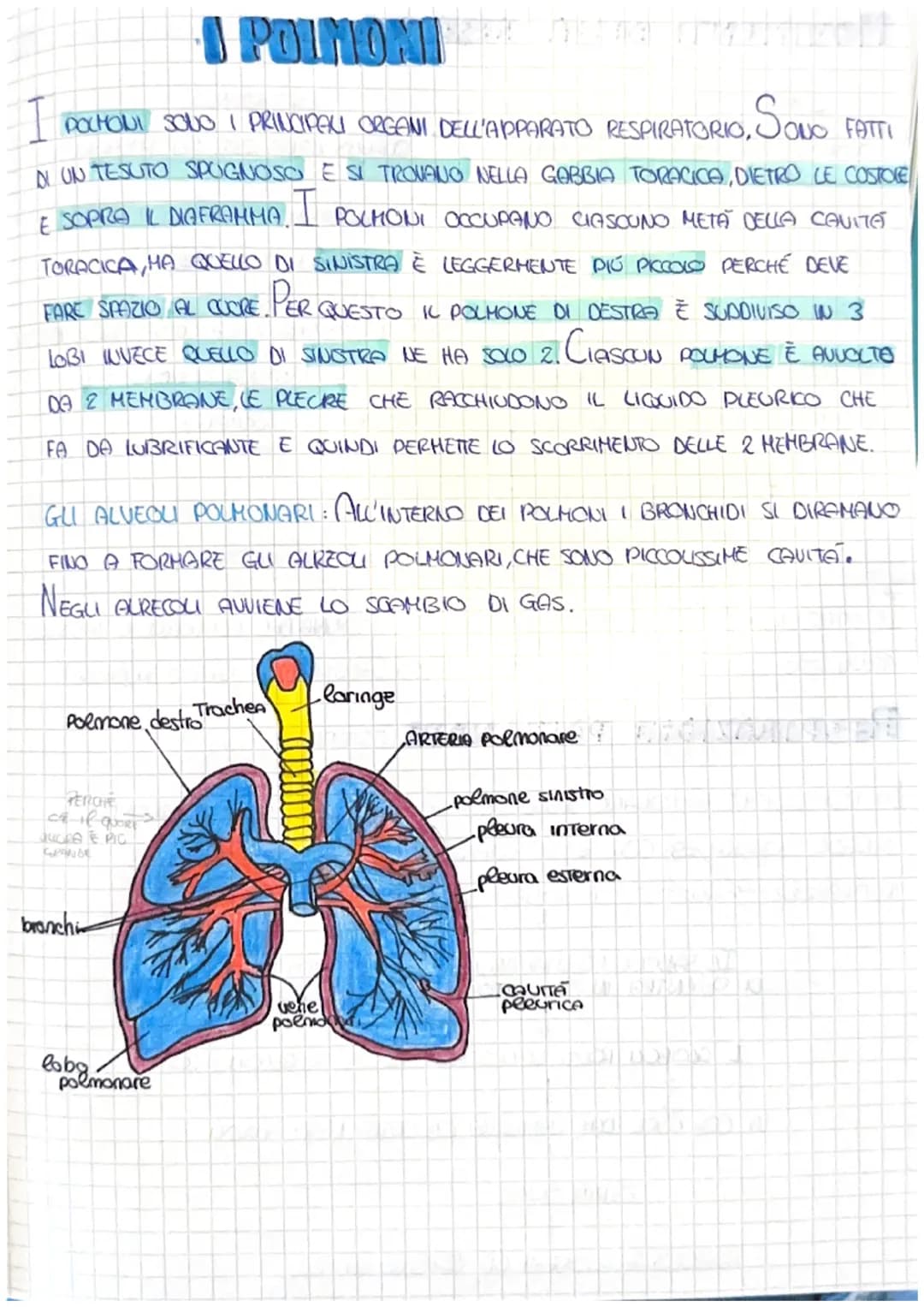 LA RESPIRAZIONE
PERCHE RESPIRIAMO?
UN PO' COME DELLE CONDELE LE NOSTRE CELLULE BRUCIANO IL GLUCOSIO CHE
SENZA L'OSSIGENO IL NOSTRO CORPO HUO