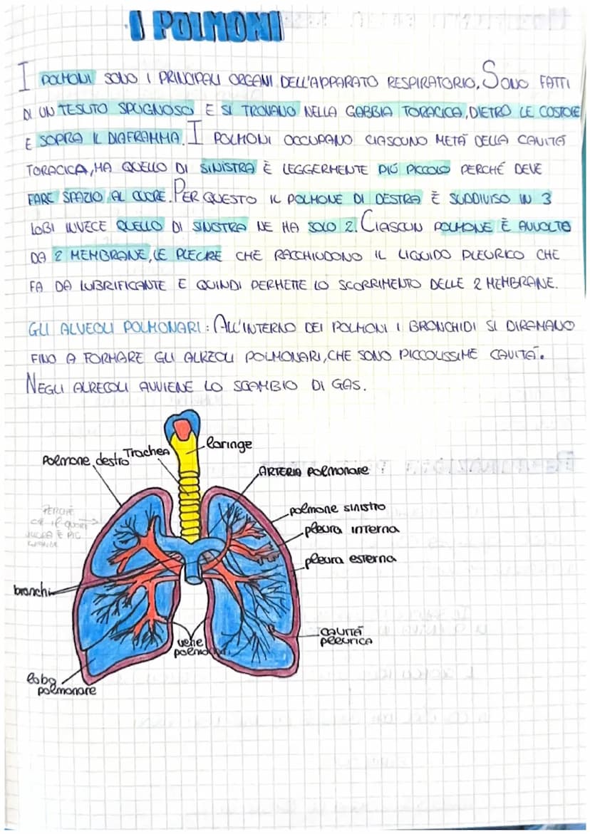 LA RESPIRAZIONE
PERCHE RESPIRIAMO?
UN PO' COME DELLE CONDELE LE NOSTRE CELLULE BRUCIANO IL GLUCOSIO CHE
SENZA L'OSSIGENO IL NOSTRO CORPO HUO