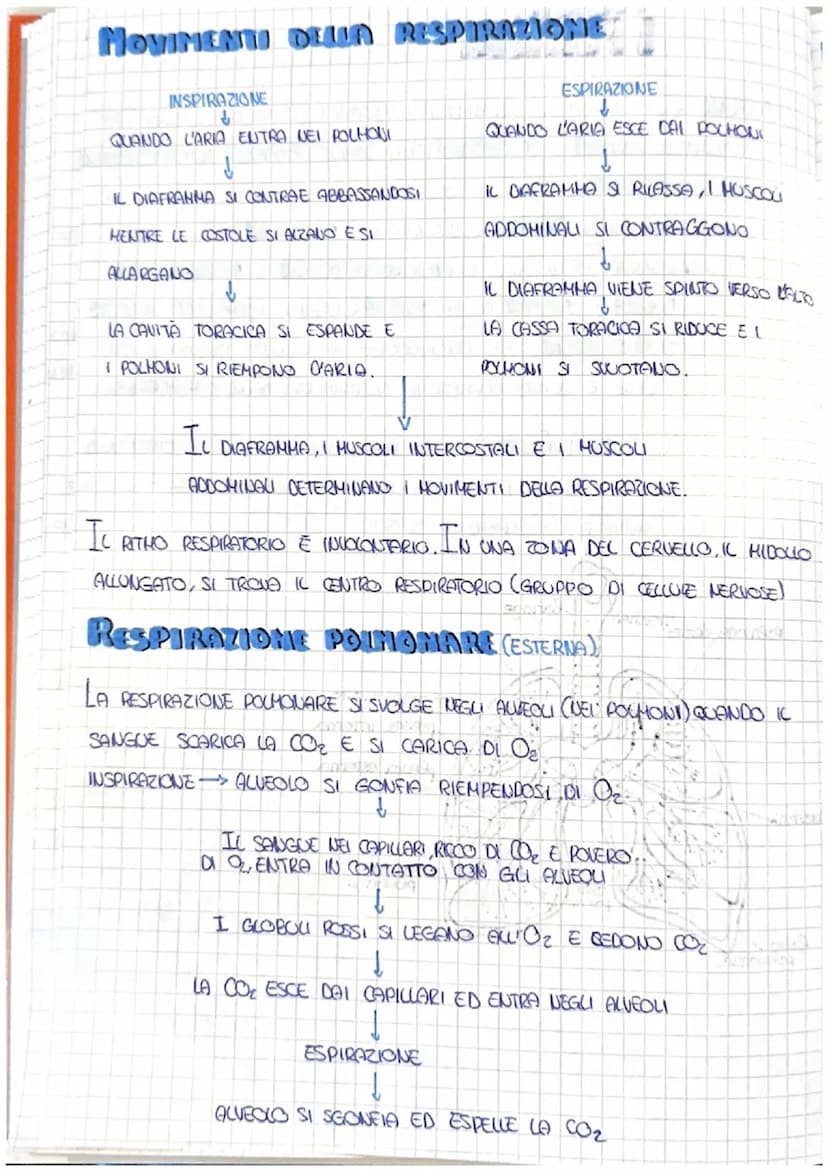 LA RESPIRAZIONE
PERCHE RESPIRIAMO?
UN PO' COME DELLE CONDELE LE NOSTRE CELLULE BRUCIANO IL GLUCOSIO CHE
SENZA L'OSSIGENO IL NOSTRO CORPO HUO