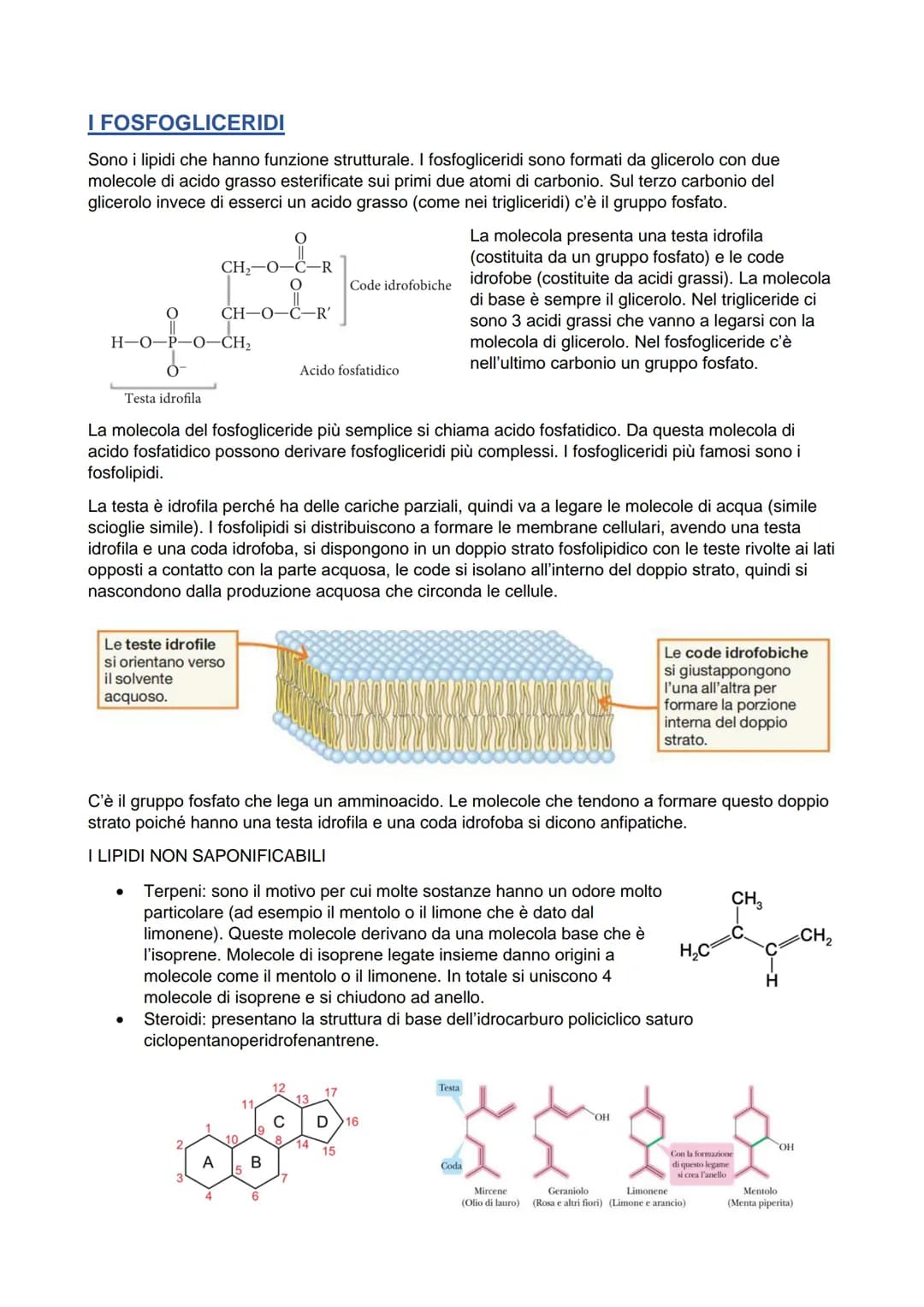 LIPIDI-
È un gruppo eterogeneo di sostanze, a livello molecolare sono molto diversi fra loro. Le loro
principali funzioni sono:
H₂C
H₂C
H₂C
