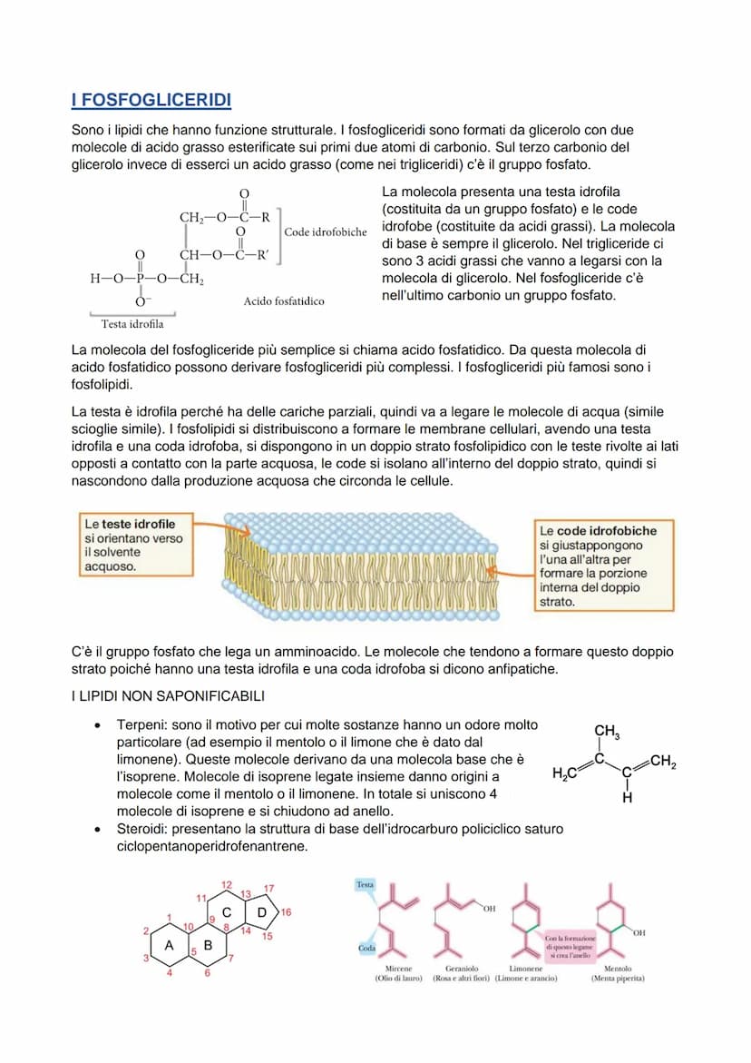 LIPIDI-
È un gruppo eterogeneo di sostanze, a livello molecolare sono molto diversi fra loro. Le loro
principali funzioni sono:
H₂C
H₂C
H₂C
