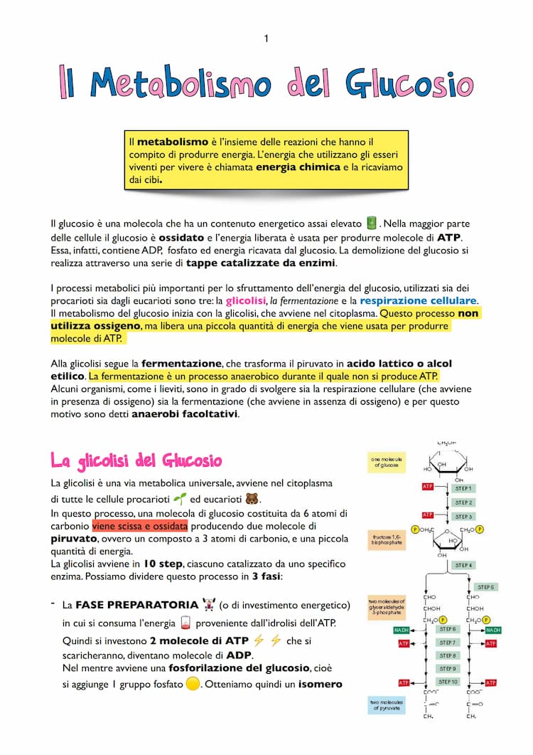 Know Il metabolismo del glucosio  thumbnail