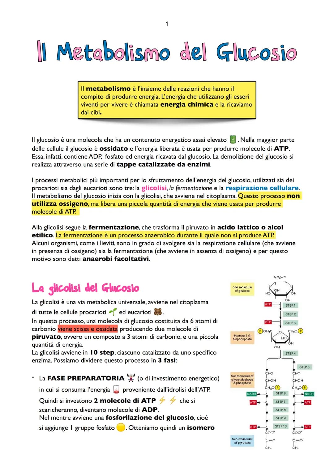 1
Il Metabolismo del Glucosio
Il metabolismo è l'insieme delle reazioni che hanno il
compito di produrre energia. L'energia che utilizzano g
