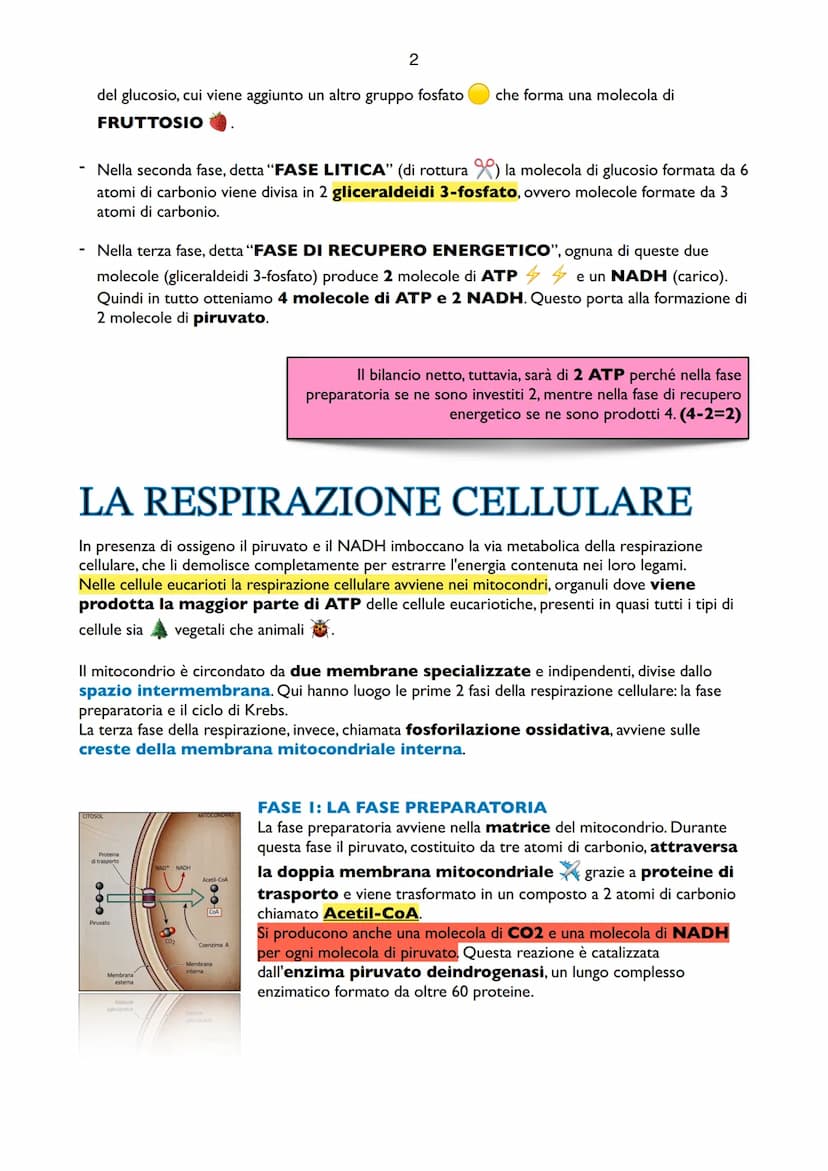 1
Il Metabolismo del Glucosio
Il metabolismo è l'insieme delle reazioni che hanno il
compito di produrre energia. L'energia che utilizzano g