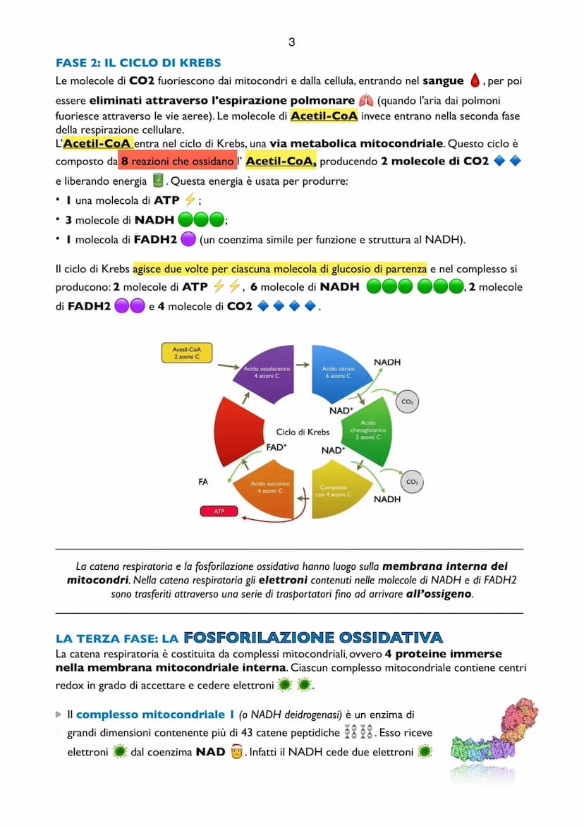 1
Il Metabolismo del Glucosio
Il metabolismo è l'insieme delle reazioni che hanno il
compito di produrre energia. L'energia che utilizzano g