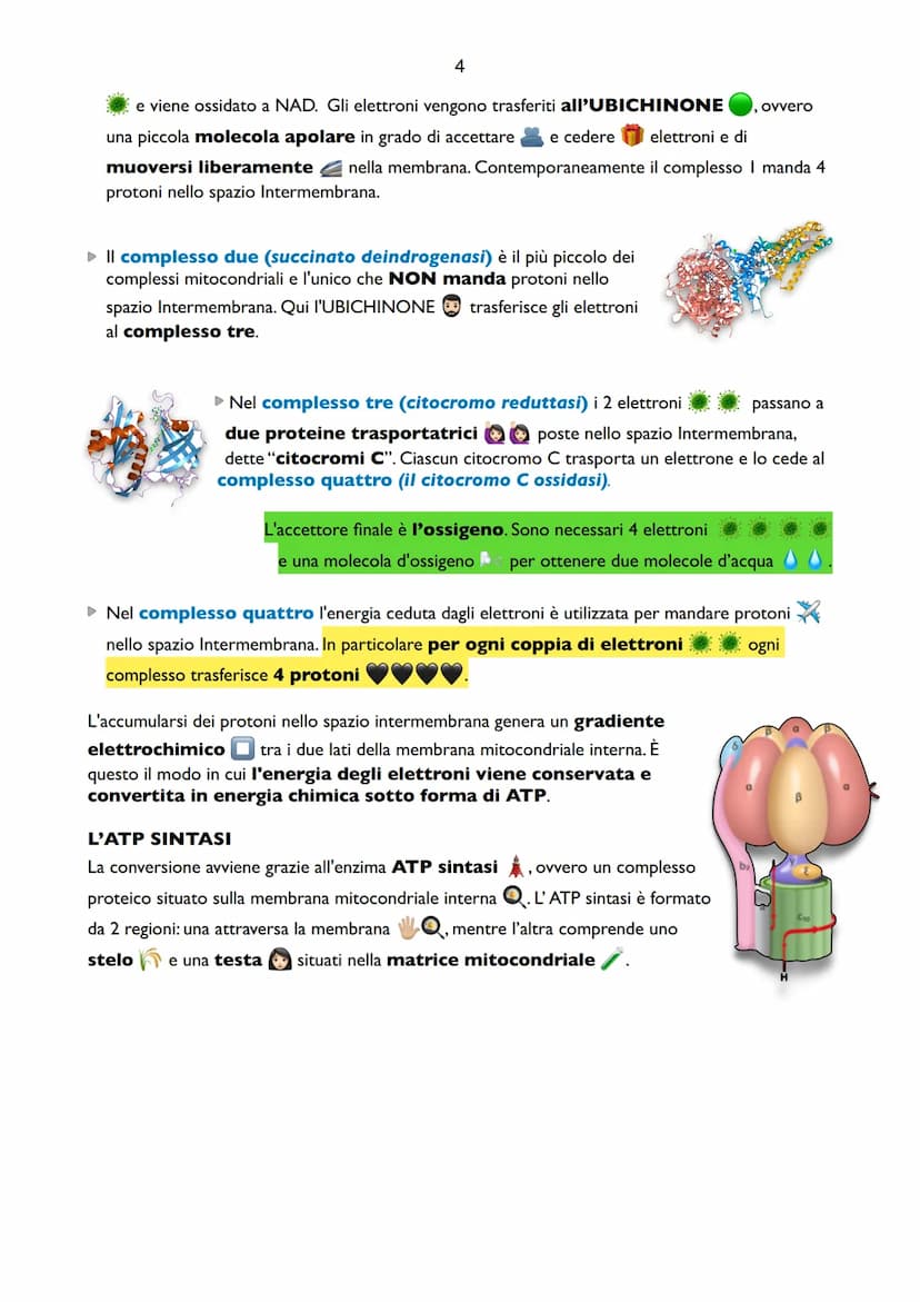 1
Il Metabolismo del Glucosio
Il metabolismo è l'insieme delle reazioni che hanno il
compito di produrre energia. L'energia che utilizzano g