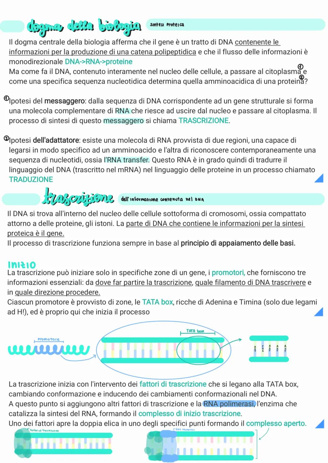 replicazione del DNA
Per poter essere trasmesso ai discendenti il materiale genetico deve essere in grado di duplicarsi.
Gli esperimenti di 