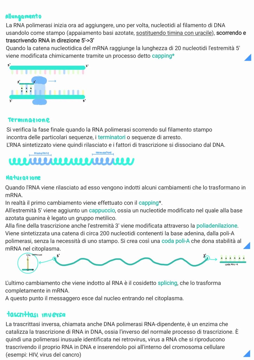 replicazione del DNA
Per poter essere trasmesso ai discendenti il materiale genetico deve essere in grado di duplicarsi.
Gli esperimenti di 