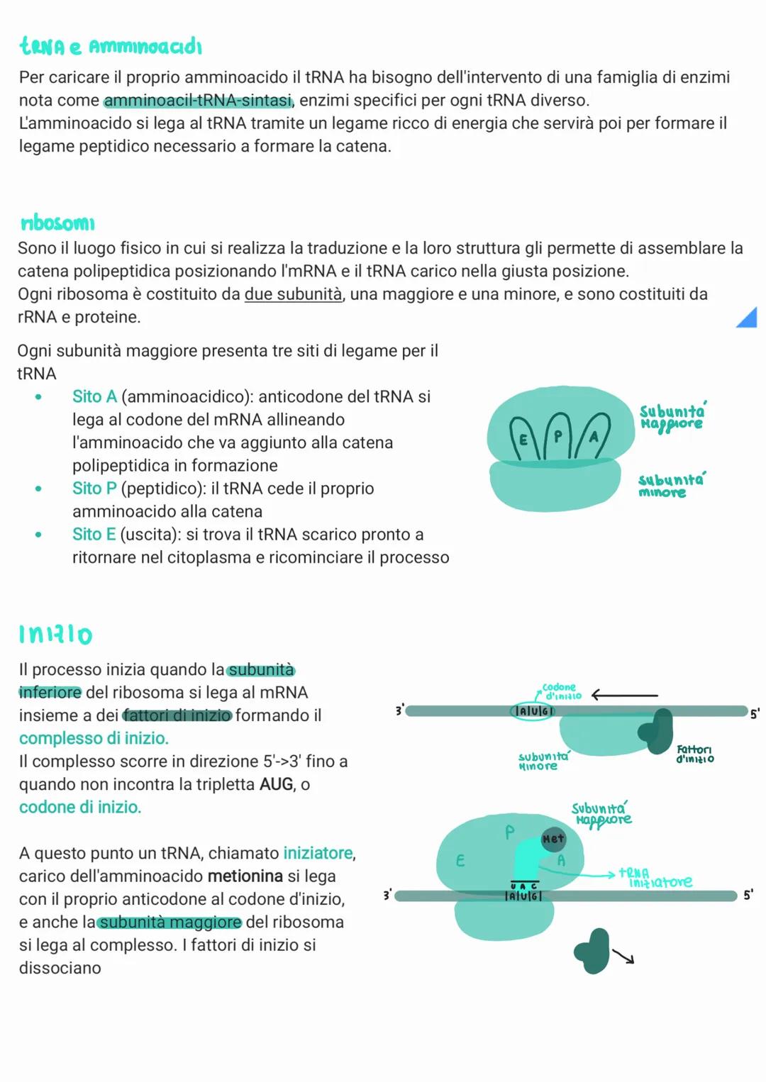 replicazione del DNA
Per poter essere trasmesso ai discendenti il materiale genetico deve essere in grado di duplicarsi.
Gli esperimenti di 