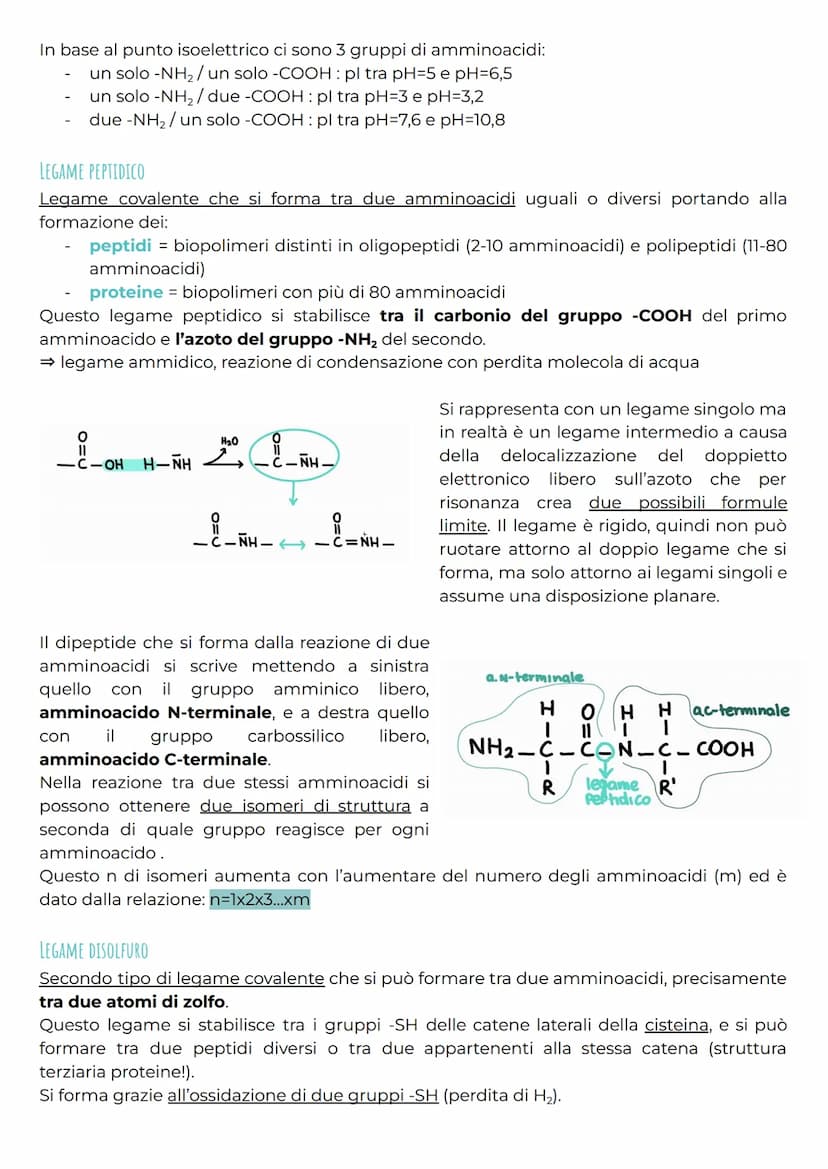 gli amminoacidi
CHE COSA SONO?
Gli amminoacidi rappresentano i monomeri dei peptidi e delle proteine e svolgono anche
molte altre funzioni b