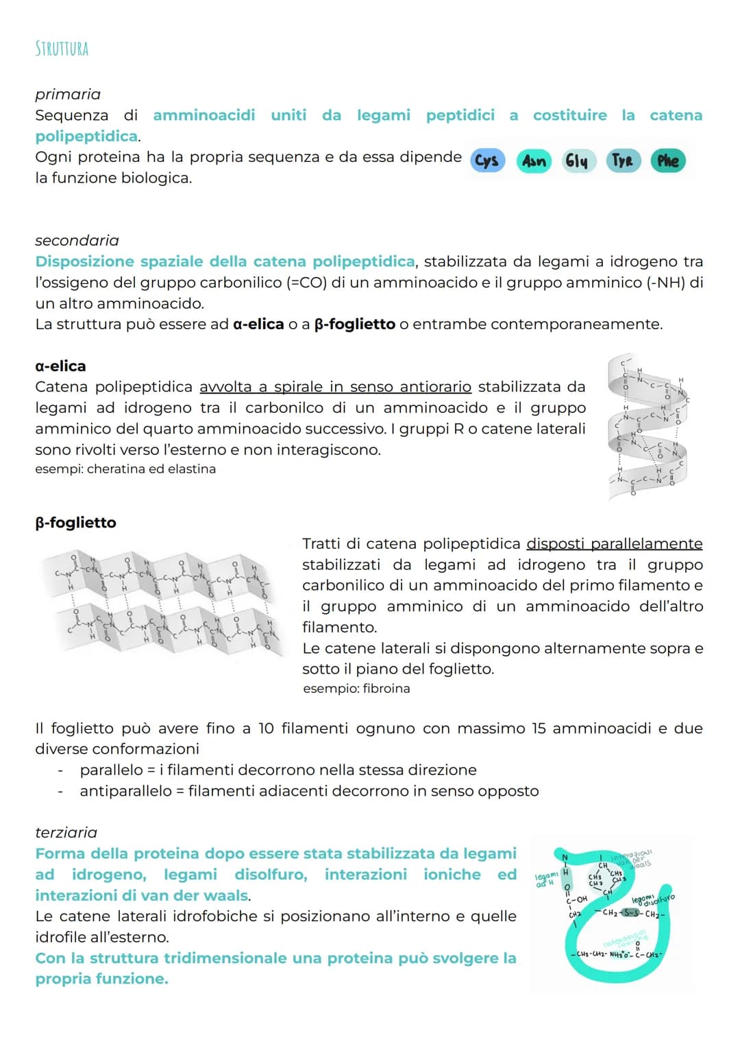Tutto su Amminoacidi e Proteine: Struttura e Denaturazione