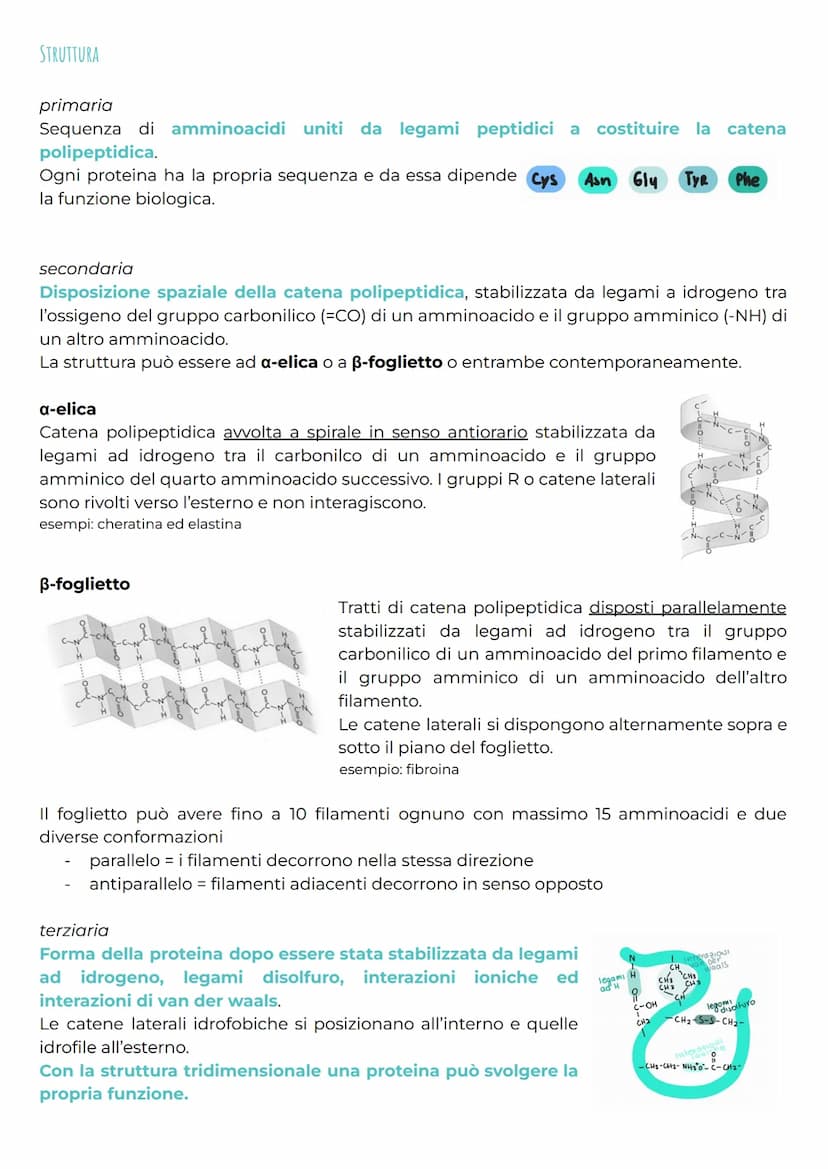 gli amminoacidi
CHE COSA SONO?
Gli amminoacidi rappresentano i monomeri dei peptidi e delle proteine e svolgono anche
molte altre funzioni b
