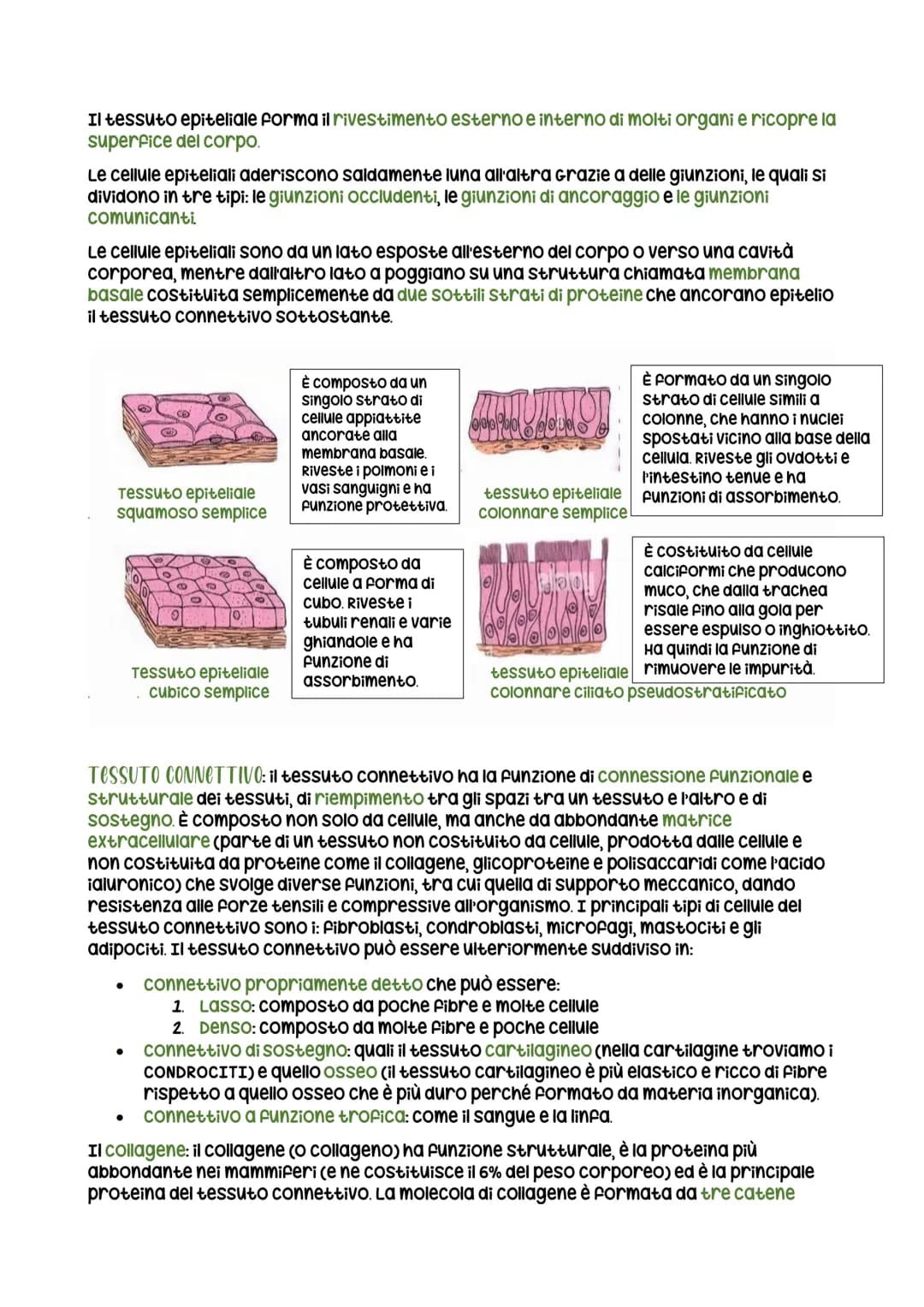 Itessuti
ogni individuo è composto da cellule. un insieme di cellule simili va a formare un tessuto
(es. cardiologo), un insieme di tessuti 