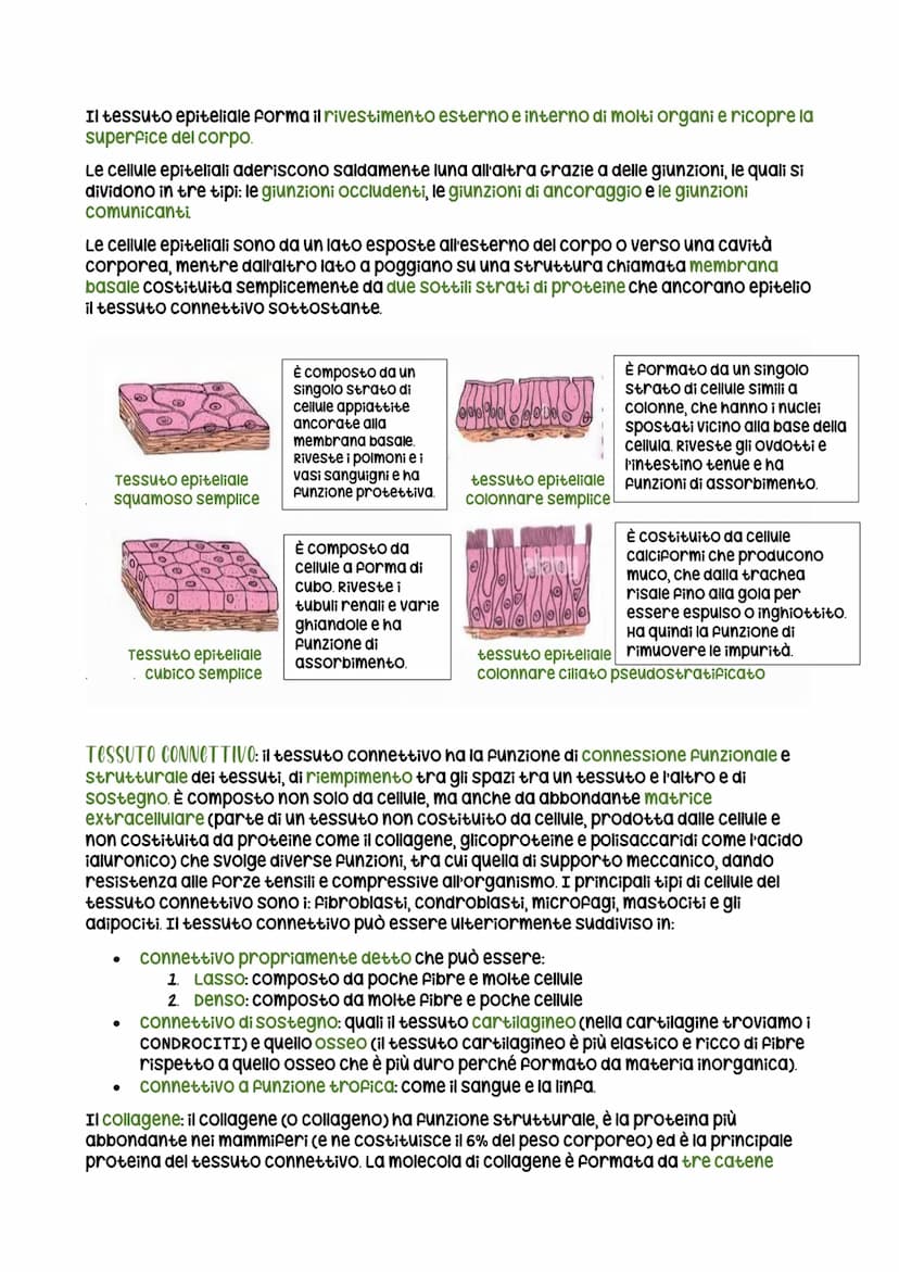 Itessuti
ogni individuo è composto da cellule. un insieme di cellule simili va a formare un tessuto
(es. cardiologo), un insieme di tessuti 
