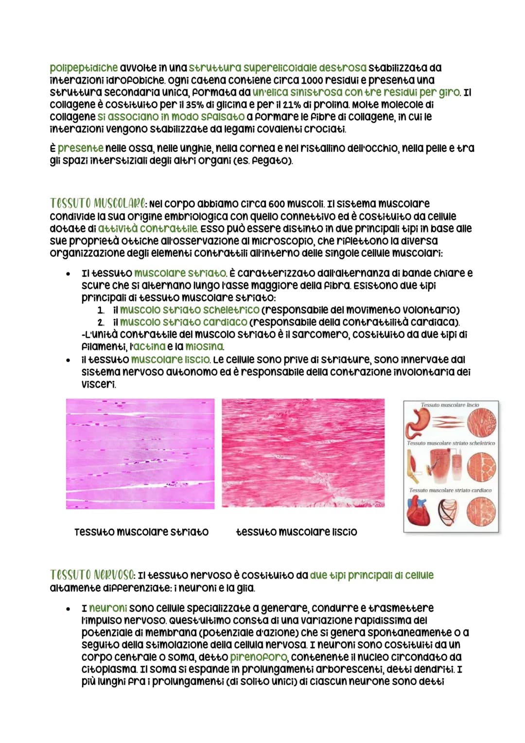 Itessuti
ogni individuo è composto da cellule. un insieme di cellule simili va a formare un tessuto
(es. cardiologo), un insieme di tessuti 