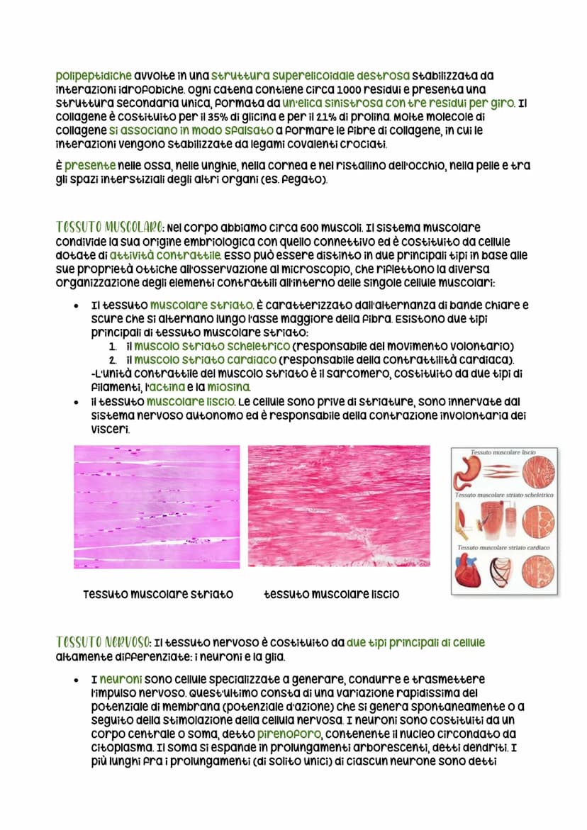 Itessuti
ogni individuo è composto da cellule. un insieme di cellule simili va a formare un tessuto
(es. cardiologo), un insieme di tessuti 