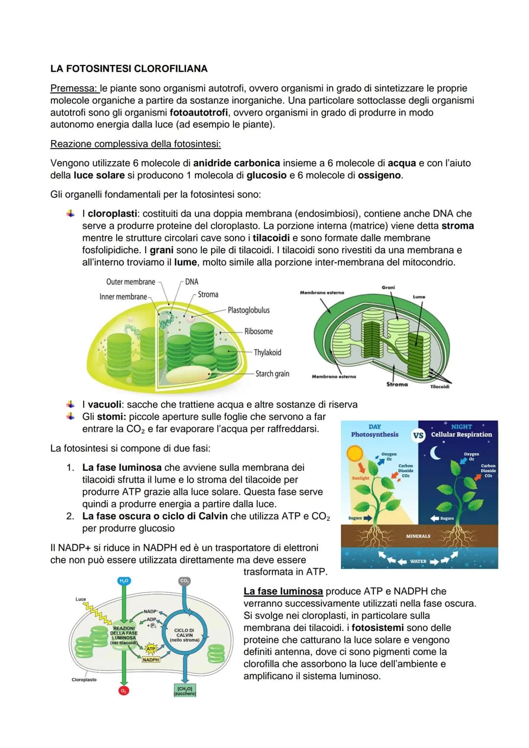 LA FOTOSINTESI CLOROFILIANA
Premessa: le piante sono organismi autotrofi, ovvero organismi in grado di sintetizzare le proprie
molecole orga