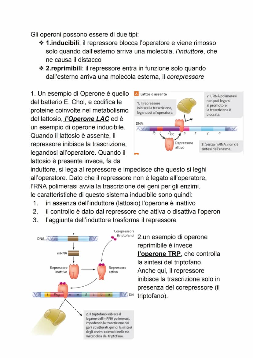 DAL DNA ALLE PROTEINE
1: geni e proteine
gli scienziati per indagare un fenomeno biologico utilizzano sempre
organismi modello che, oltre ch