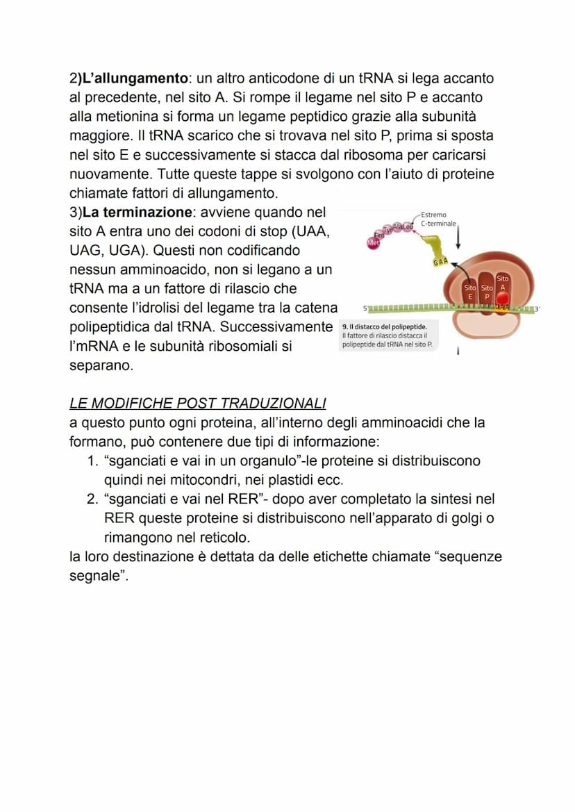 DAL DNA ALLE PROTEINE
1: geni e proteine
gli scienziati per indagare un fenomeno biologico utilizzano sempre
organismi modello che, oltre ch