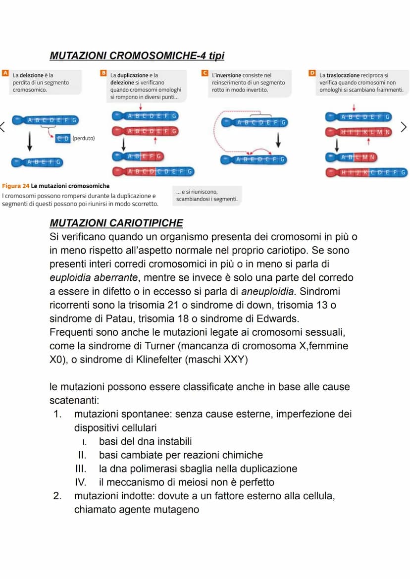 DAL DNA ALLE PROTEINE
1: geni e proteine
gli scienziati per indagare un fenomeno biologico utilizzano sempre
organismi modello che, oltre ch
