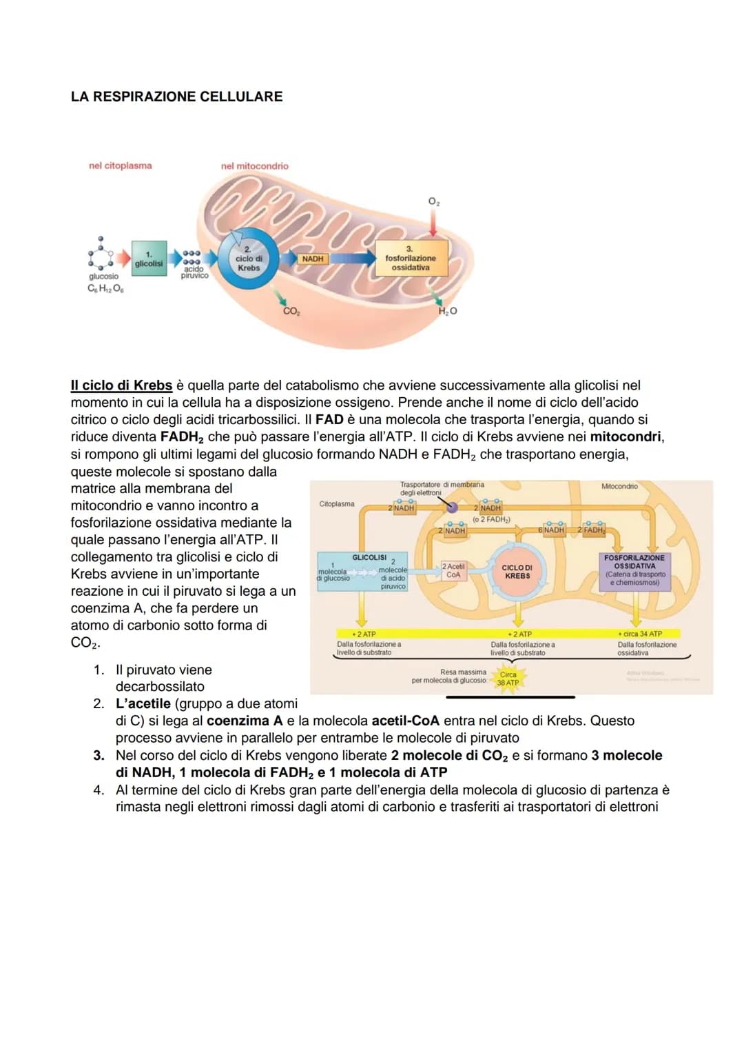 IL METABOLISMO
Il metabolismo è l'insieme delle reazioni chimiche che vengono in una cellula e dunque in un
organismo, comportano delle tras