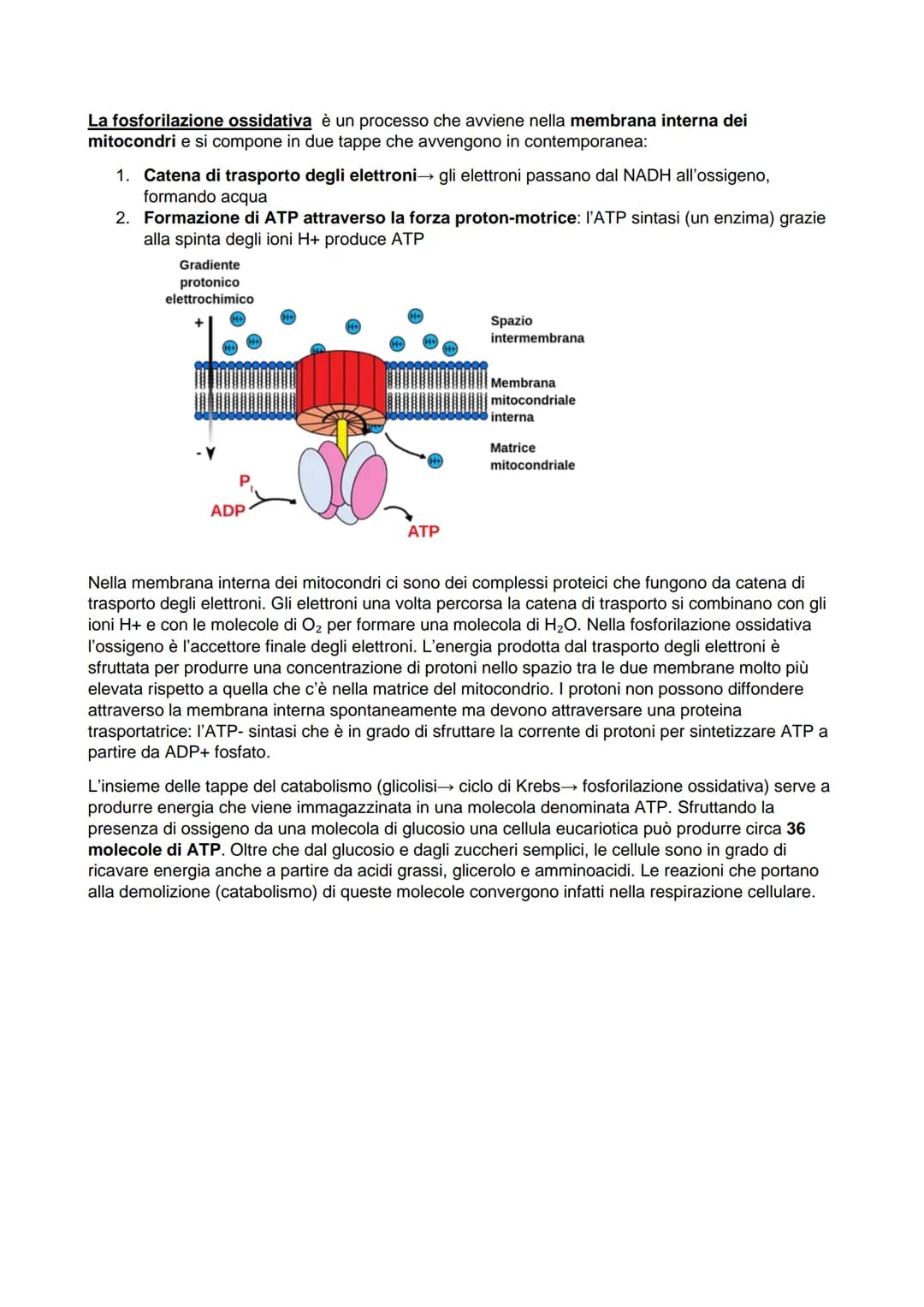 IL METABOLISMO
Il metabolismo è l'insieme delle reazioni chimiche che vengono in una cellula e dunque in un
organismo, comportano delle tras