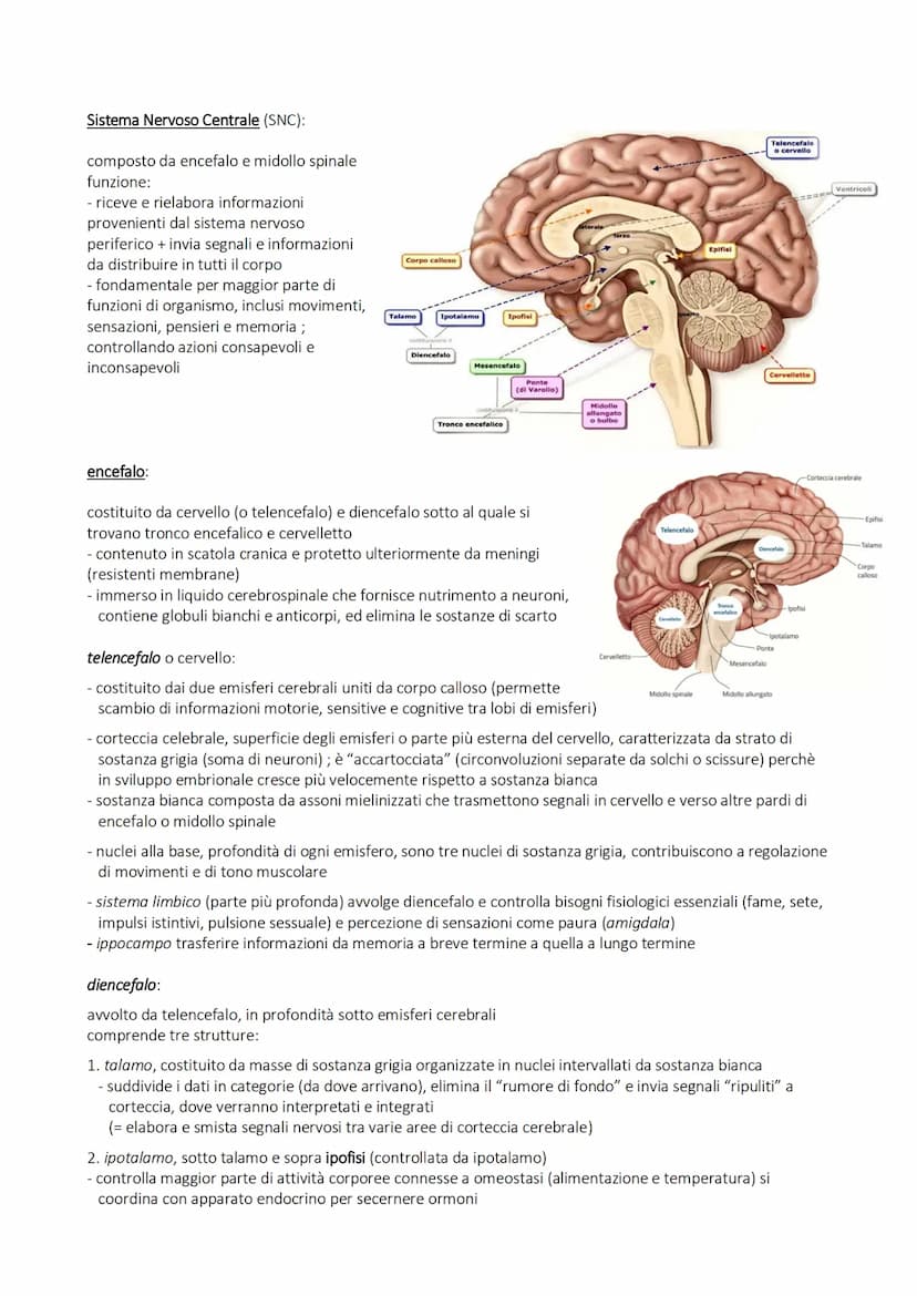 SISTEMA NERVOSO
alla base della trasmissione dei segnali che permettono coordinamento
di azioni (volontarie e involontarie) fisiche e psicol