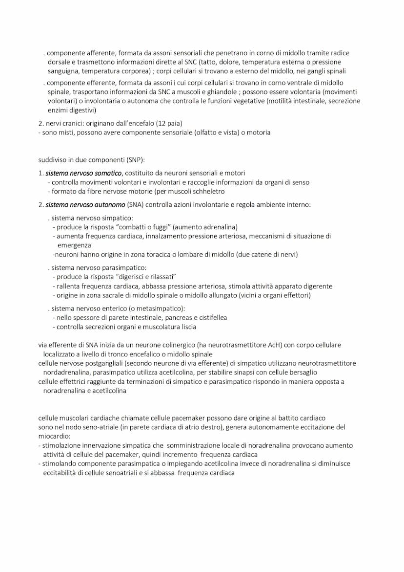 SISTEMA NERVOSO
alla base della trasmissione dei segnali che permettono coordinamento
di azioni (volontarie e involontarie) fisiche e psicol