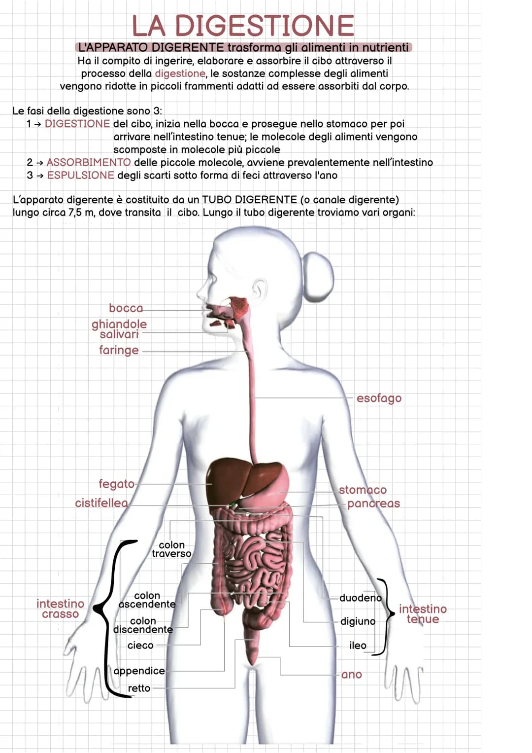 LA DIGESTIONE
L'APPARATO DIGERENTE trasforma gli alimenti in nutrienti
Ha il compito di ingerire, elaborare e assorbire il cibo attraverso i