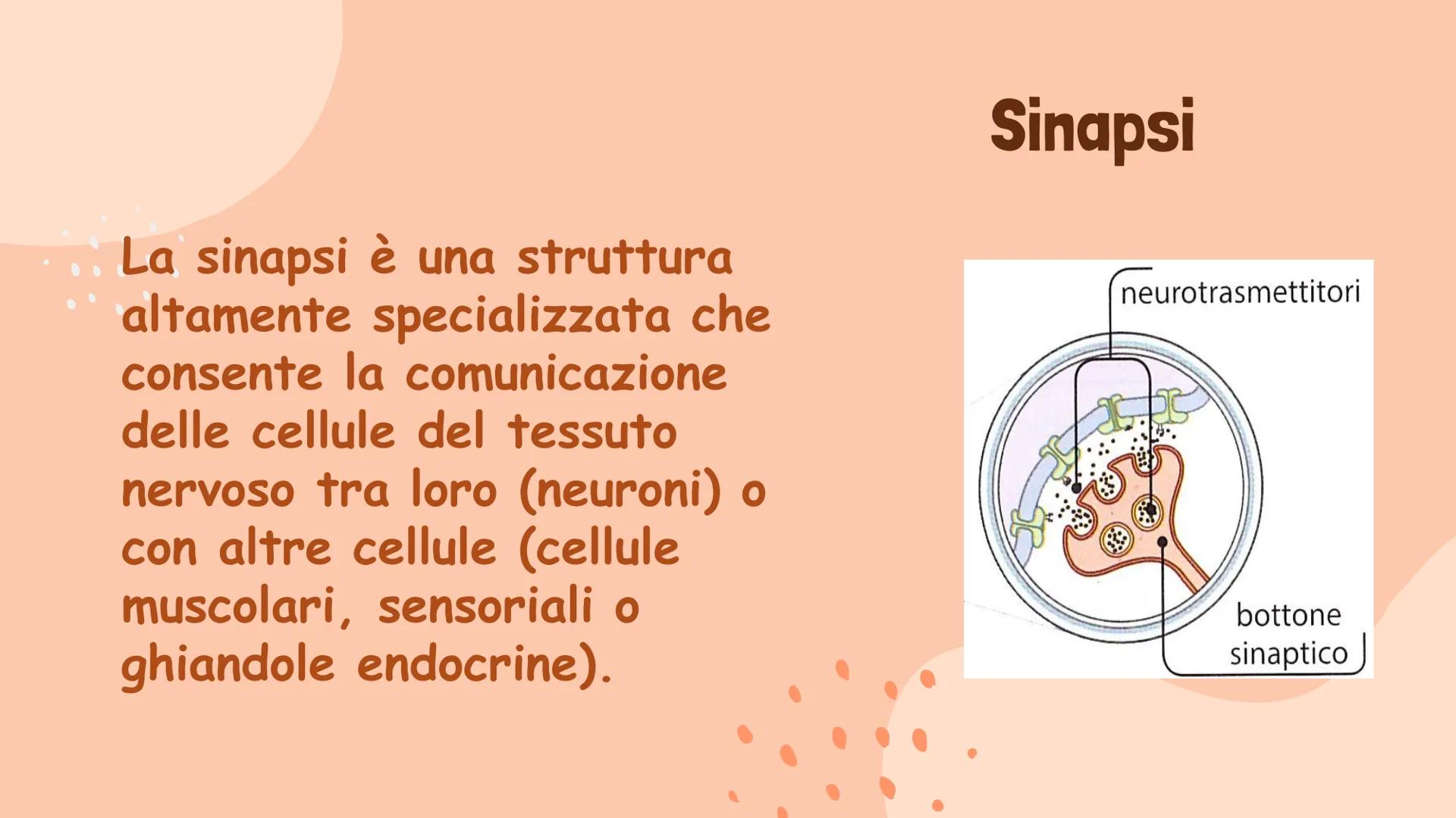 Il Sistema Nervoso
Gaita Vinerays 111B
་་ Il Sistema Nervoso
Il sistema nervoso dell'uomo
si compone in tre parti:
•Sistema Nervoso Centrale
