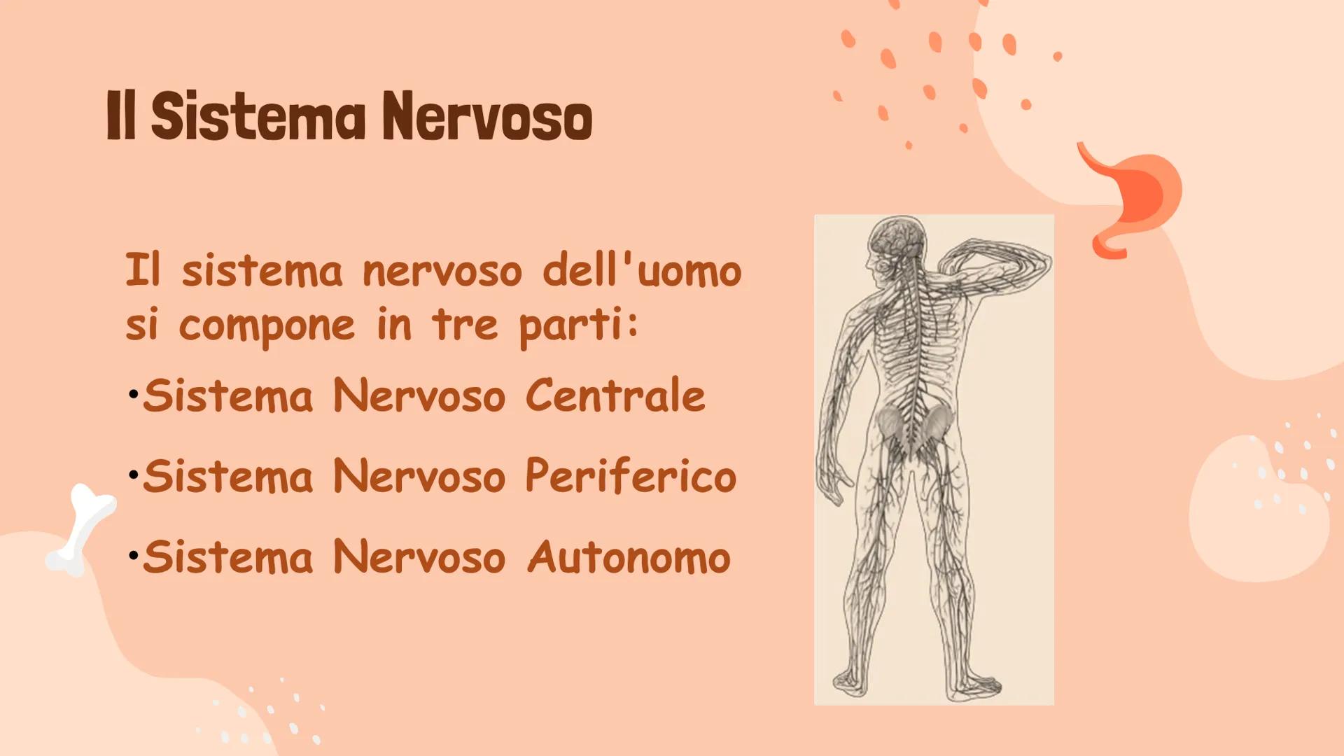 Il Sistema Nervoso
Gaita Vinerays 111B
་་ Il Sistema Nervoso
Il sistema nervoso dell'uomo
si compone in tre parti:
•Sistema Nervoso Centrale