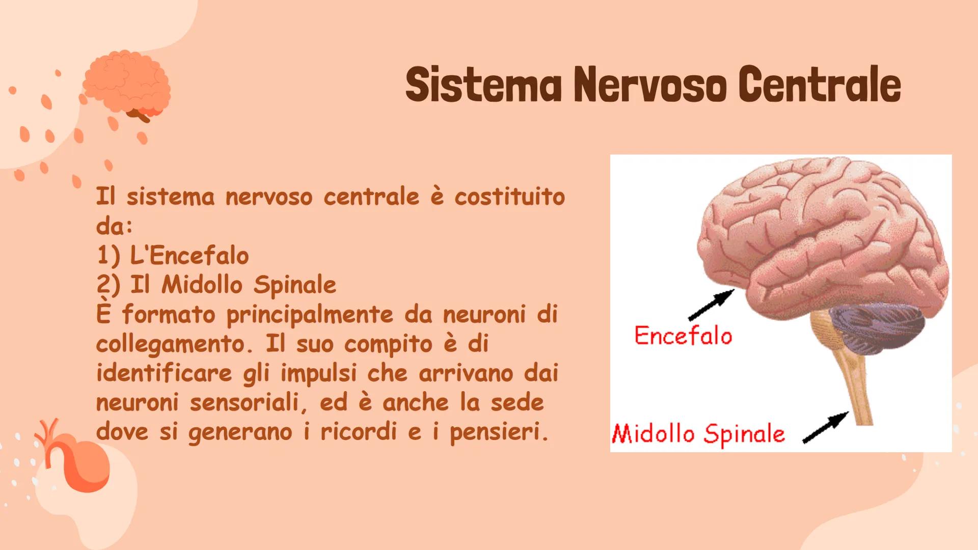 Il Sistema Nervoso
Gaita Vinerays 111B
་་ Il Sistema Nervoso
Il sistema nervoso dell'uomo
si compone in tre parti:
•Sistema Nervoso Centrale