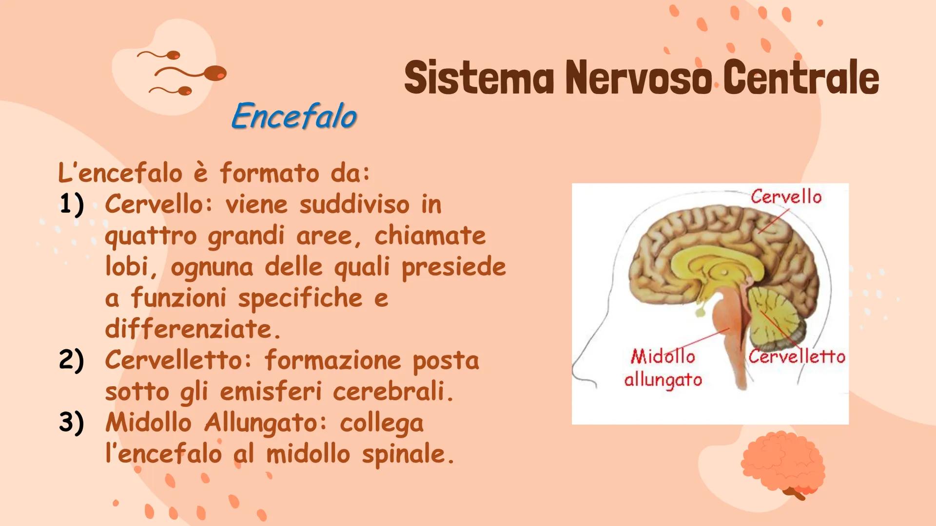 Il Sistema Nervoso
Gaita Vinerays 111B
་་ Il Sistema Nervoso
Il sistema nervoso dell'uomo
si compone in tre parti:
•Sistema Nervoso Centrale