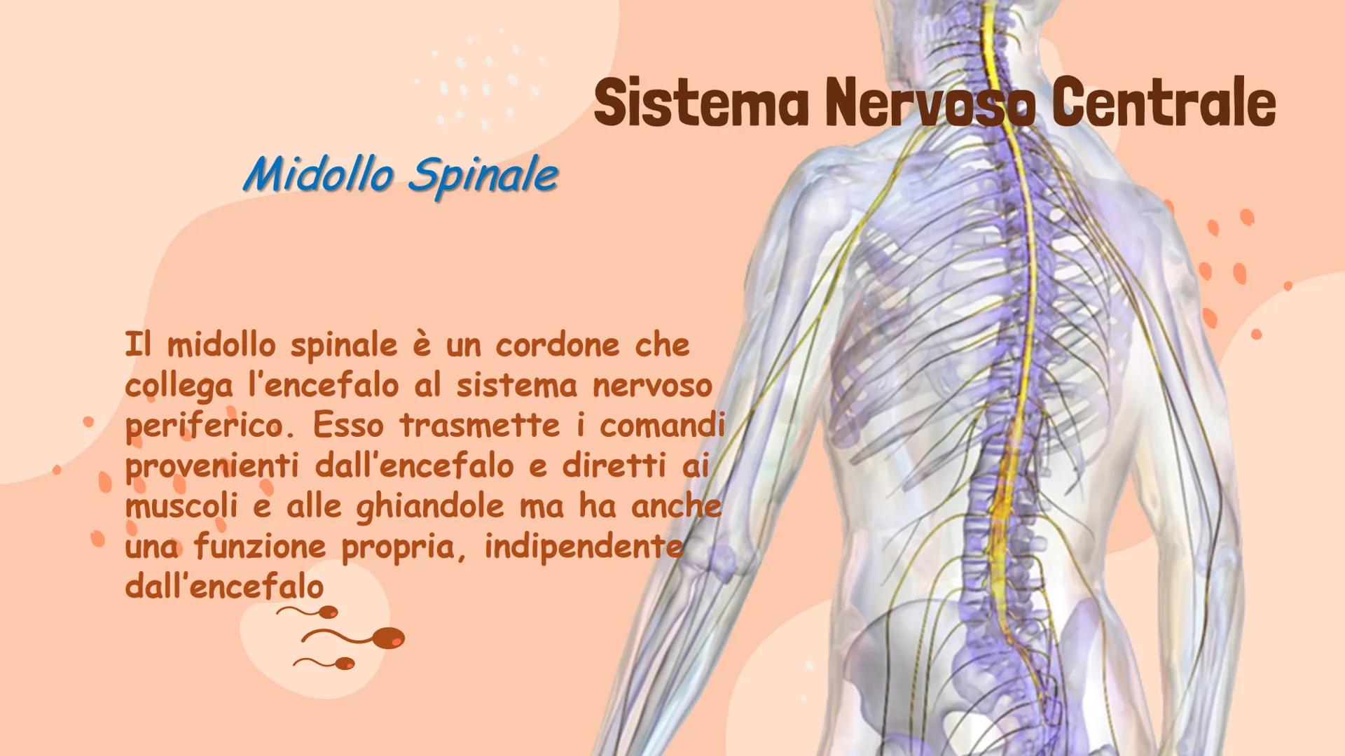 Il Sistema Nervoso
Gaita Vinerays 111B
་་ Il Sistema Nervoso
Il sistema nervoso dell'uomo
si compone in tre parti:
•Sistema Nervoso Centrale