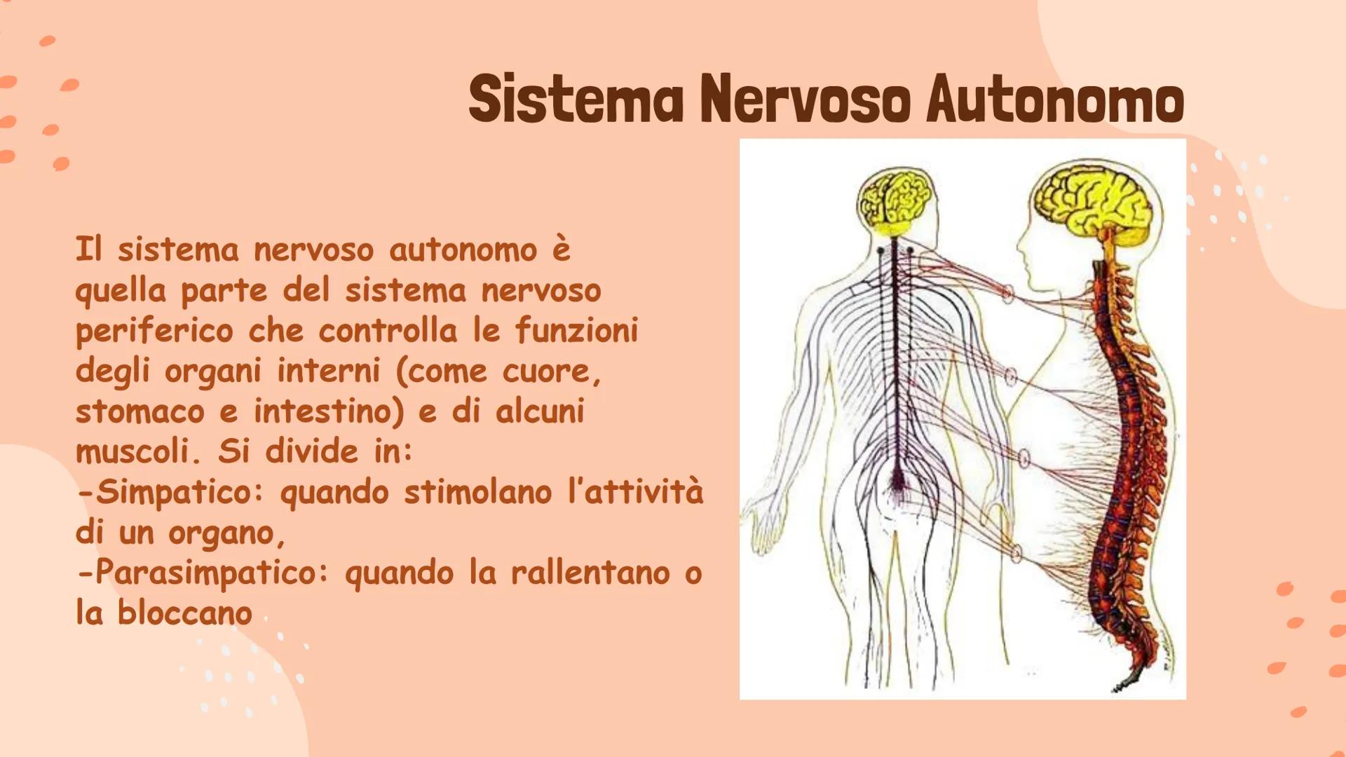 Il Sistema Nervoso
Gaita Vinerays 111B
་་ Il Sistema Nervoso
Il sistema nervoso dell'uomo
si compone in tre parti:
•Sistema Nervoso Centrale