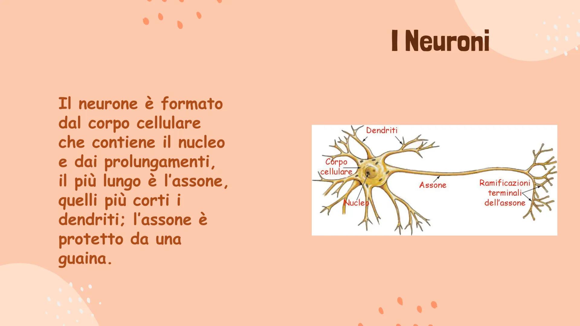 Il Sistema Nervoso
Gaita Vinerays 111B
་་ Il Sistema Nervoso
Il sistema nervoso dell'uomo
si compone in tre parti:
•Sistema Nervoso Centrale
