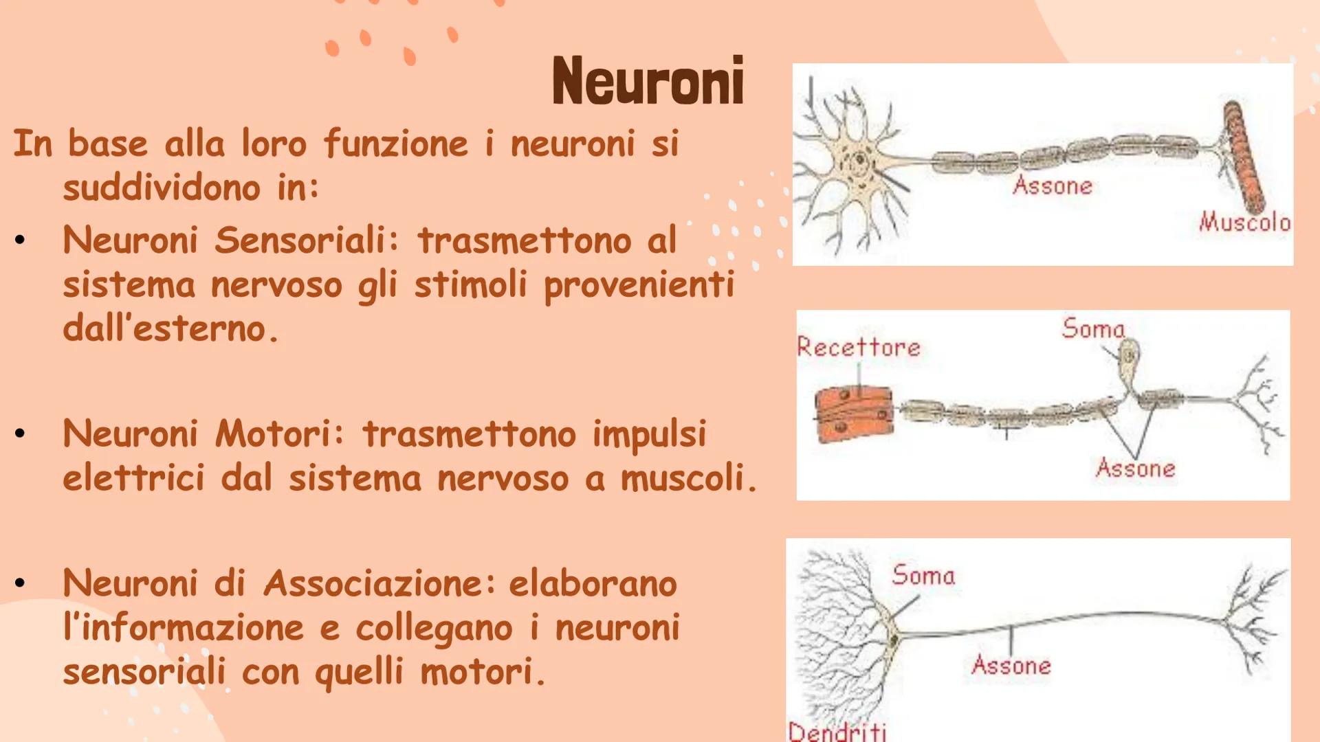 Il Sistema Nervoso
Gaita Vinerays 111B
་་ Il Sistema Nervoso
Il sistema nervoso dell'uomo
si compone in tre parti:
•Sistema Nervoso Centrale
