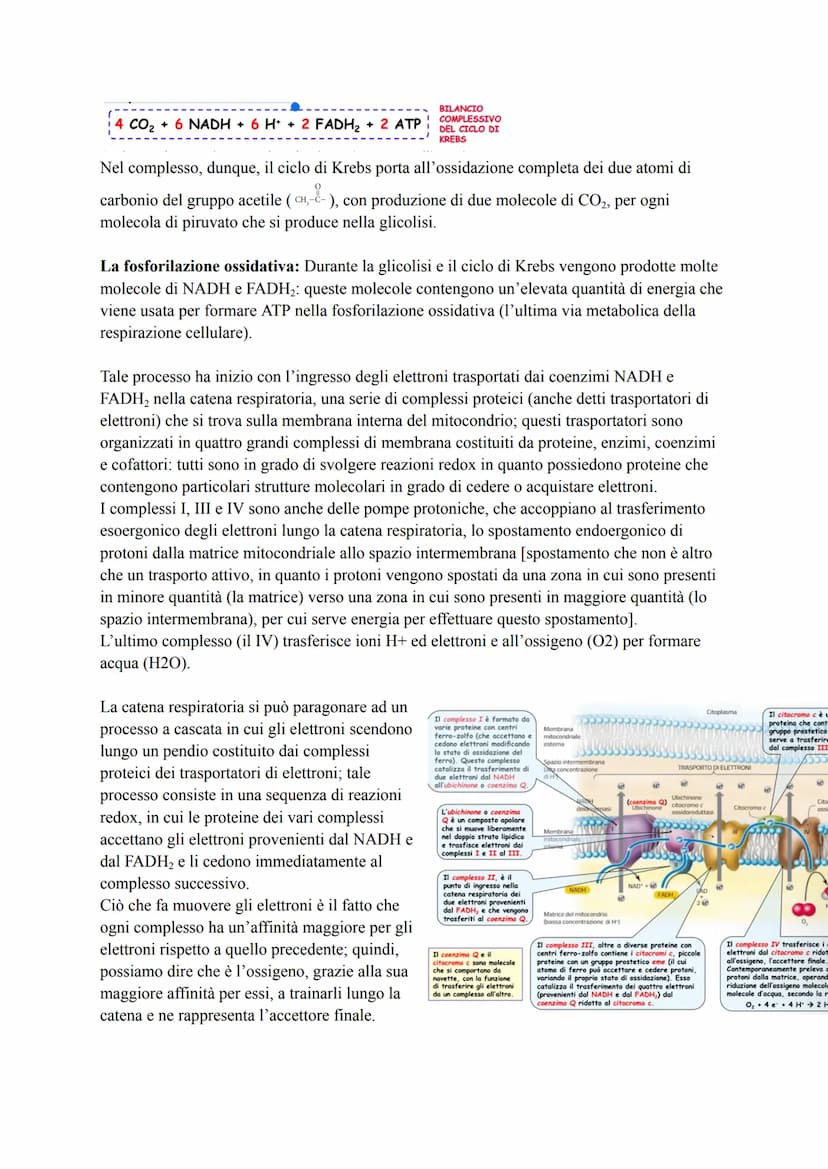 METABOLISMO ENERGETICO DEL GLUCOSIO
Le strategie per procurarsi energia
Numerosi processi che avvengono nella cellula (trasporto attivo, mov